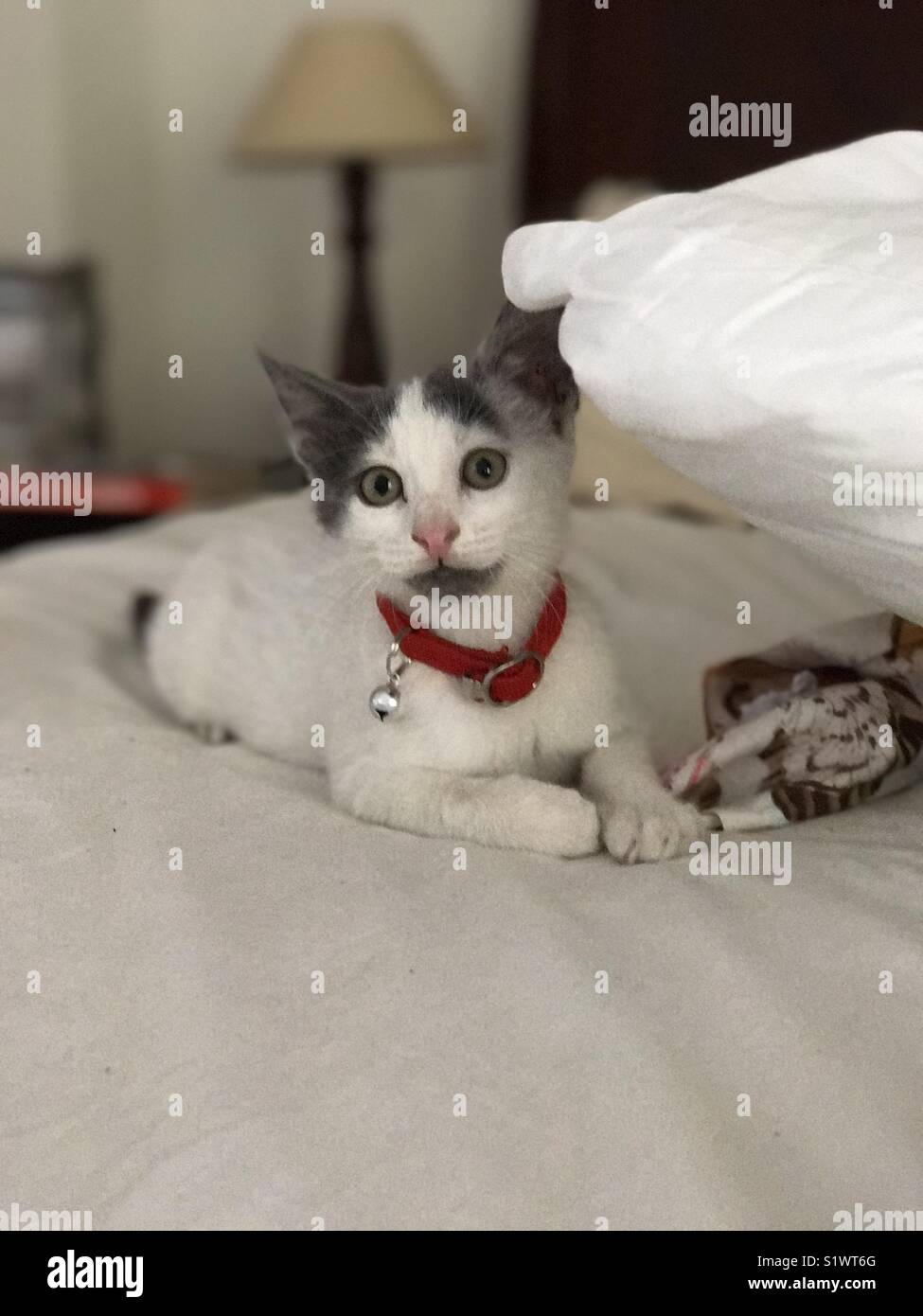 3 Monate alte Katze Stockfotografie - Alamy