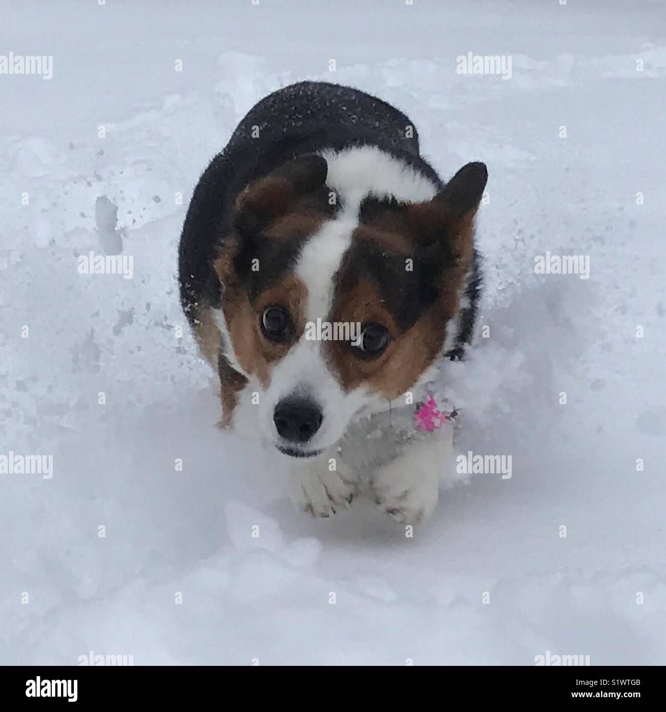 Hund im Schnee Stockfoto