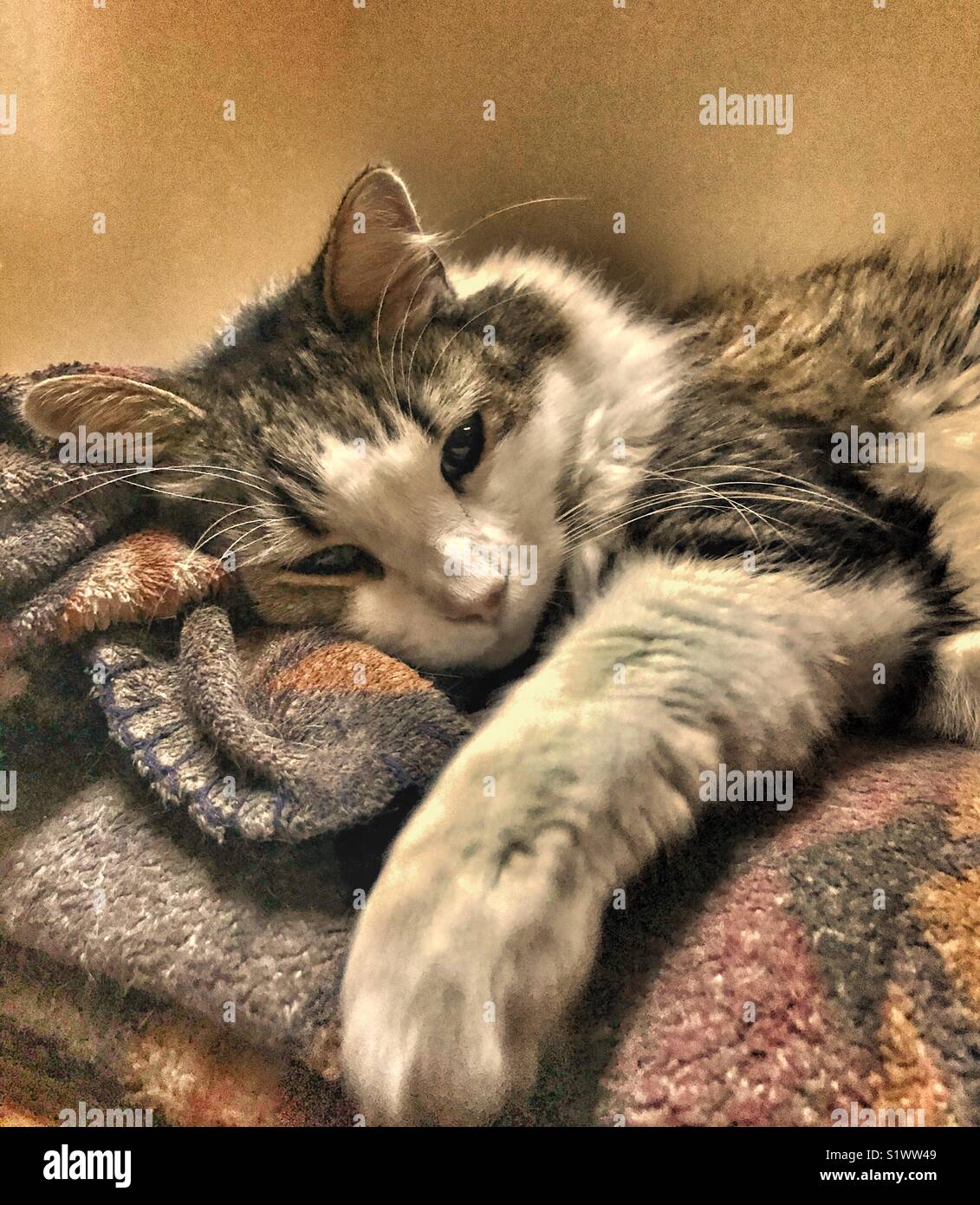 Schläfrige Katze Stockfoto