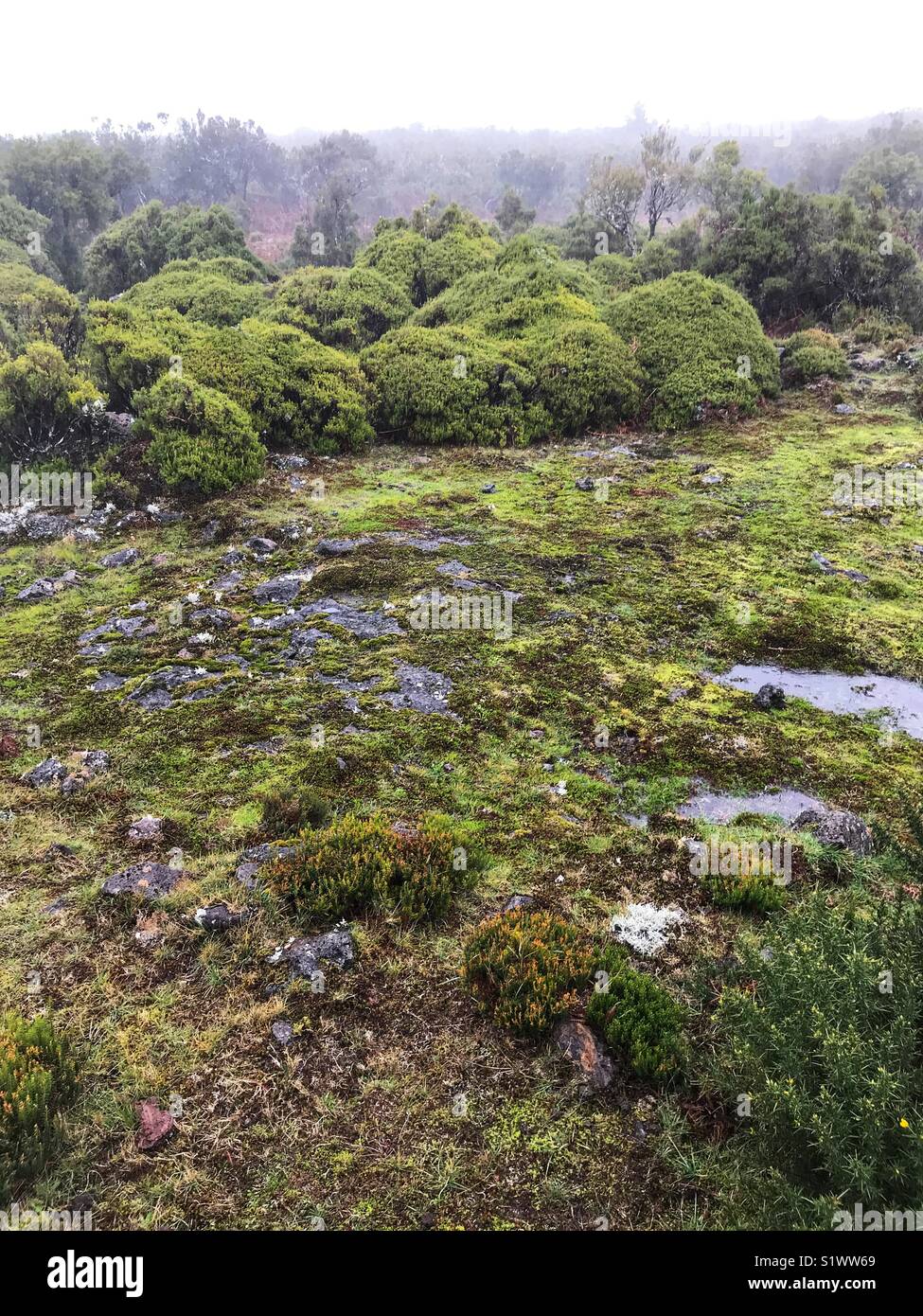 Paul da Serra, High Altitude Plateau oft durch Nebel im zentralen Westen der Insel Madeira, Portugal abgedeckt - Smartphone-aufgenommenes Stockfoto