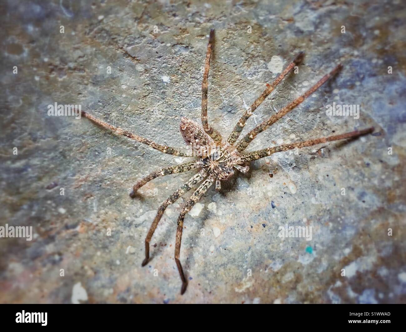 Huntsman spider in Darwin, Australien. Stockfoto