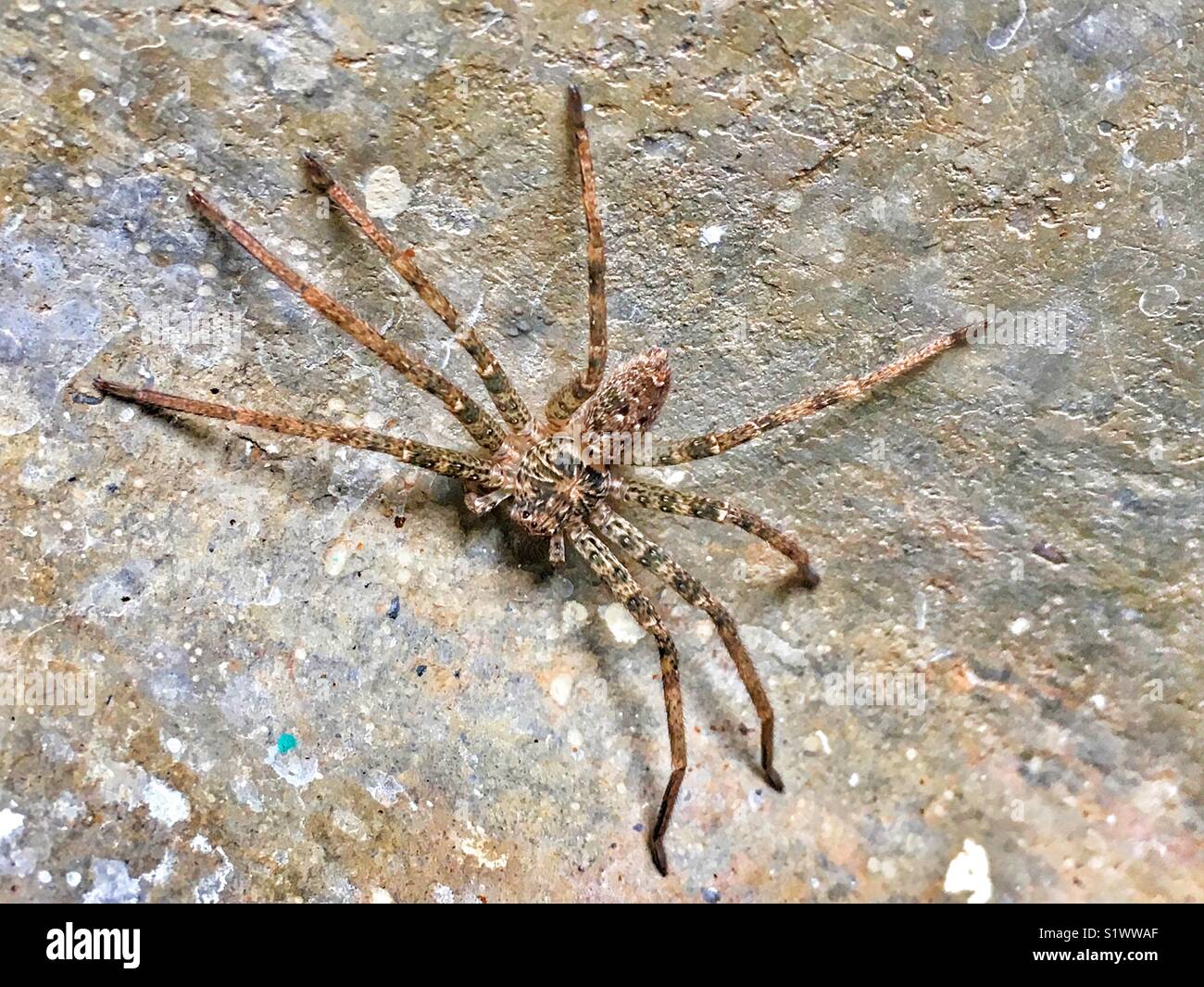 Huntsman spider in Darwin, Australien. Stockfoto