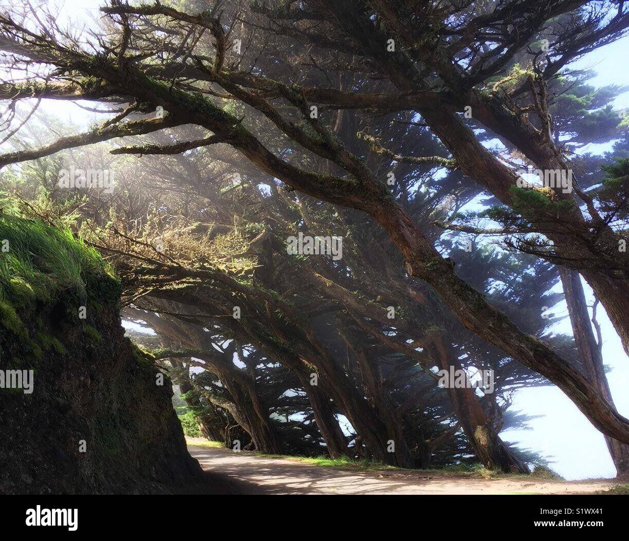 Schräge Bäume über einen Pfad mit Nebel bedeckt Stockfoto