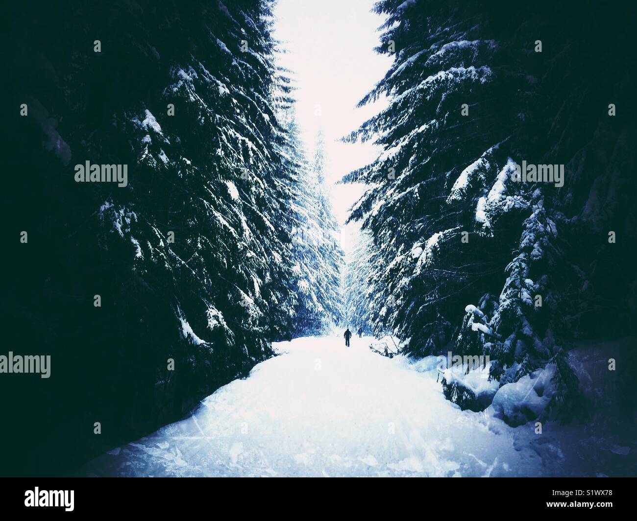 Schneeschuhwandern im Winter Wonderland Stockfoto