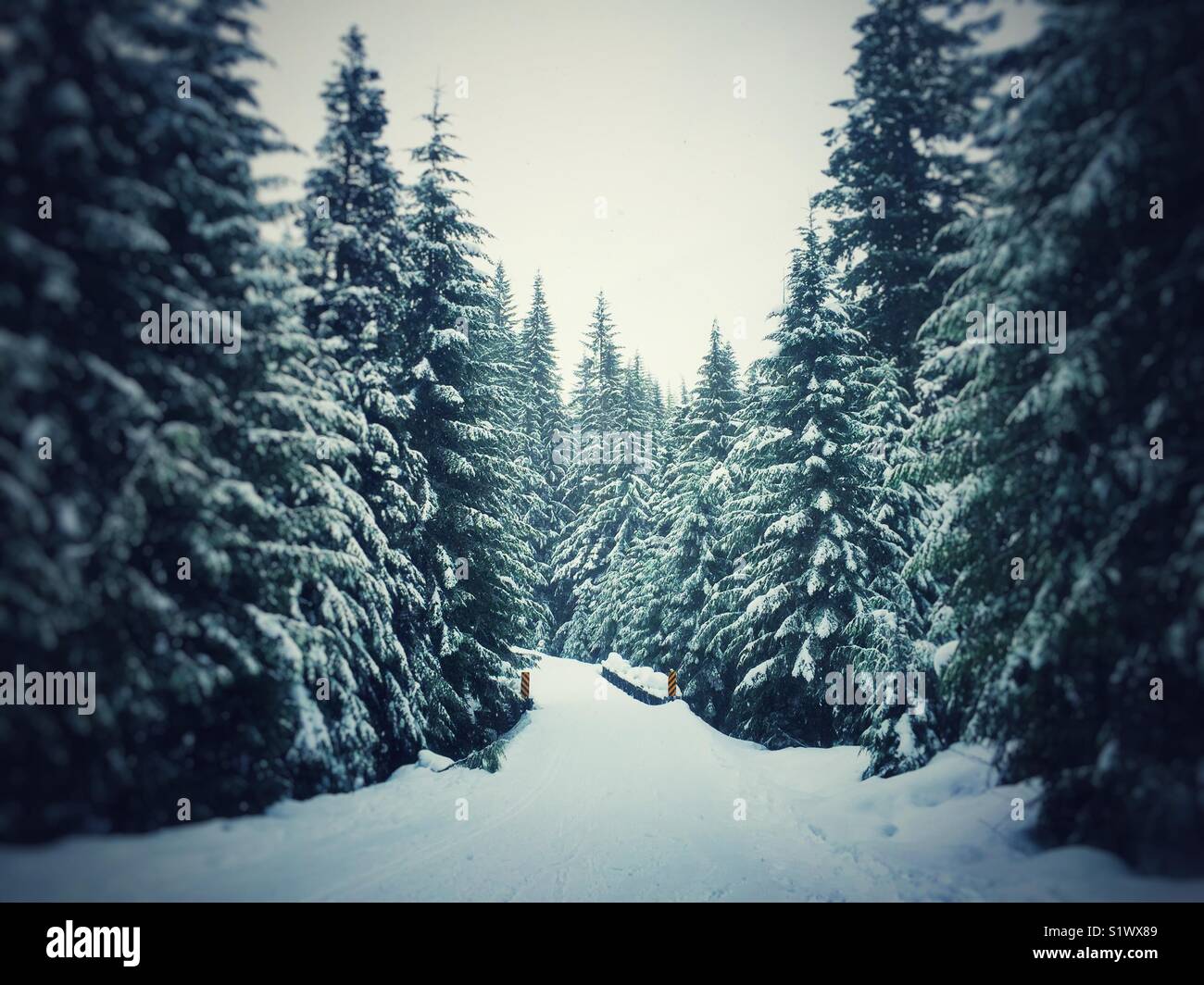 Trail und Brücke im immergrünen Wald im Schnee Stockfoto