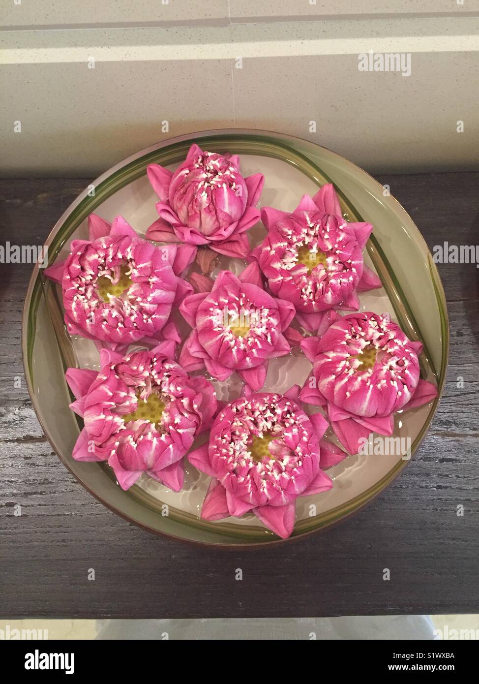 Pink Lotus Blumen in eine Schüssel mit Wasser eingestellt Stockfoto