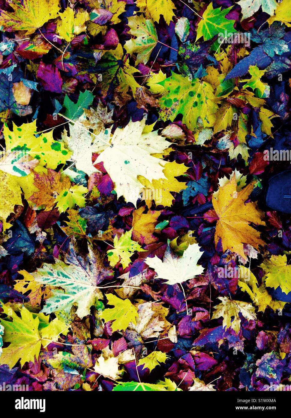 Bunte Muster der Blätter im Herbst Stockfoto