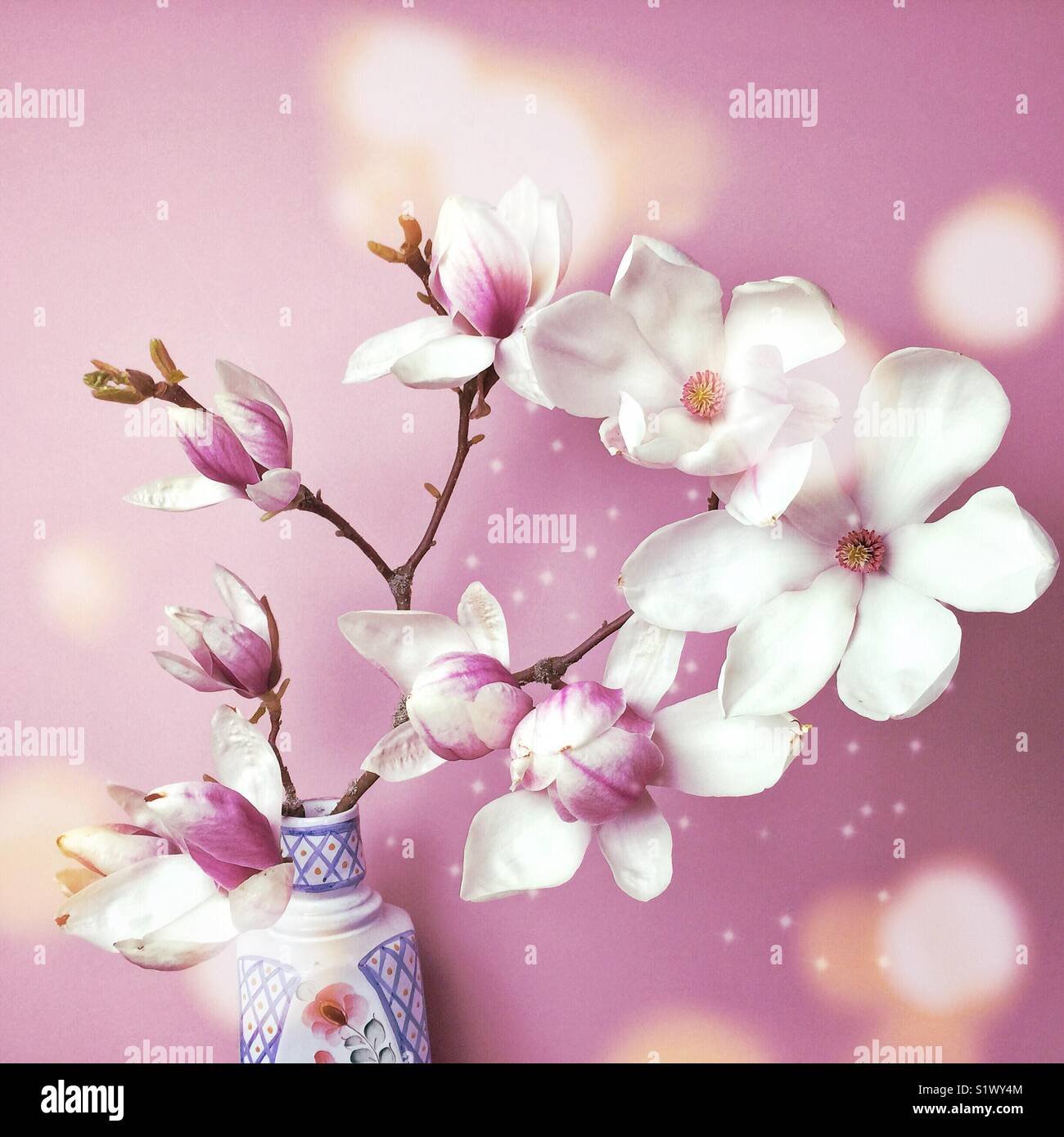 Glitzernde Magnolia Blumen auf Hell Magenta Hintergrund Stockfoto