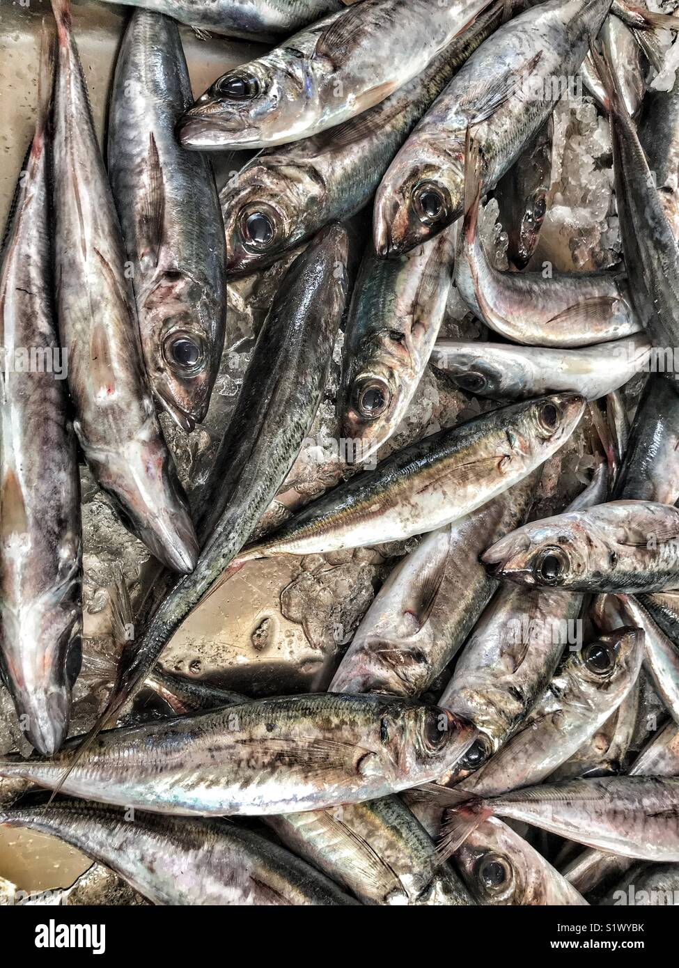 Frisch Fisch auf Eis auf dem Fischmarkt gefangen, Mercado dos Lavradores, Funchal, Madeira, Portugal - Smartphone-aufgenommenes Stockfoto