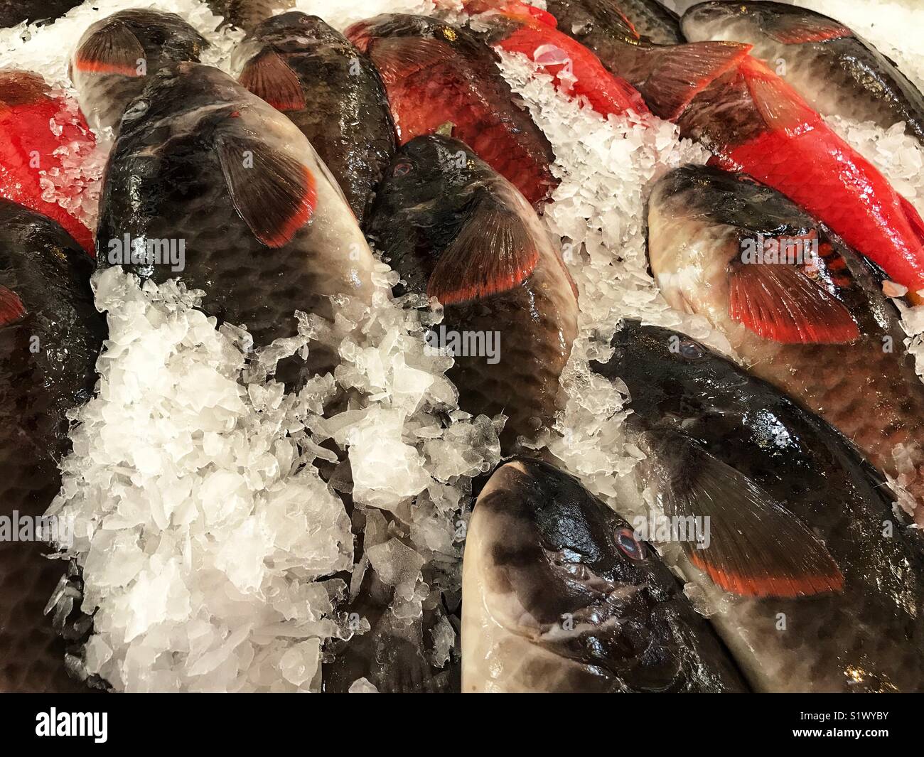 Frisch gefangenen Fisch auf Eis zum Verkauf auf dem Fischmarkt, Mercado dos Lavradores, Funchal, Madeira, Portugal - Smartphone-aufgenommenes Stockfoto