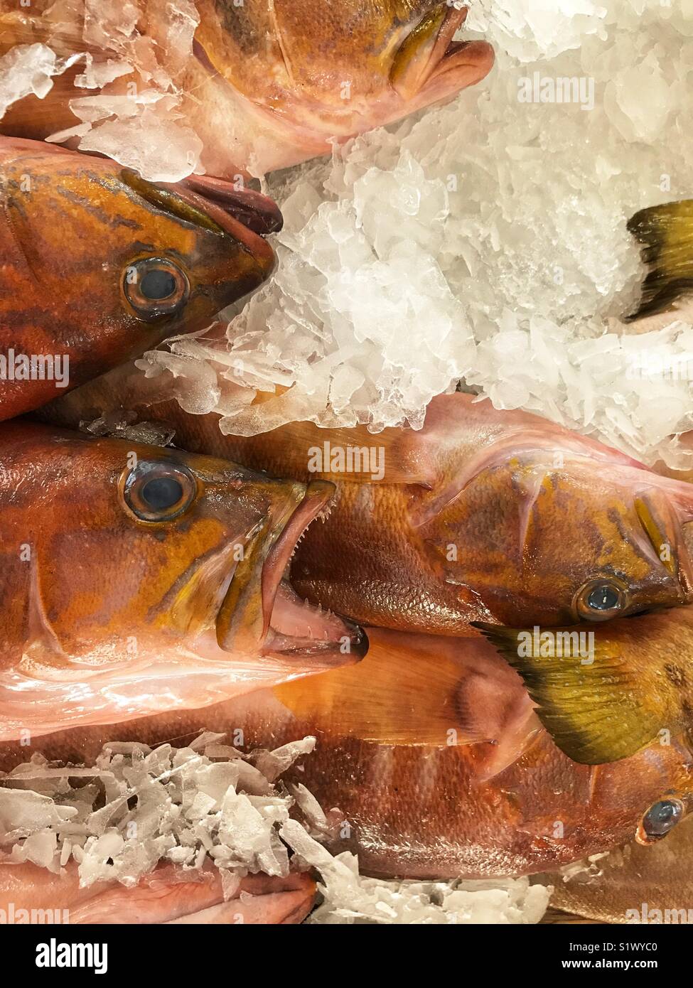 Frisch gefangenen Fisch auf Eis zum Verkauf auf dem Fischmarkt, Mercado dos Lavradores, Funchal, Madeira, Portugal - Smartphone-aufgenommenes Stockfoto