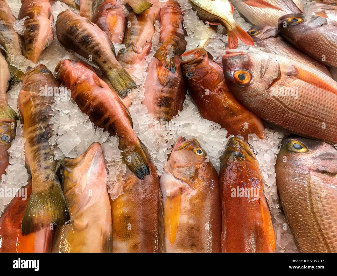 Frisch gefangenen Fisch auf Eis zum Verkauf auf dem Fischmarkt, Mercado dos Lavradores, Funchal, Madeira, Portugal - Smartphone-aufgenommenes Stockfoto