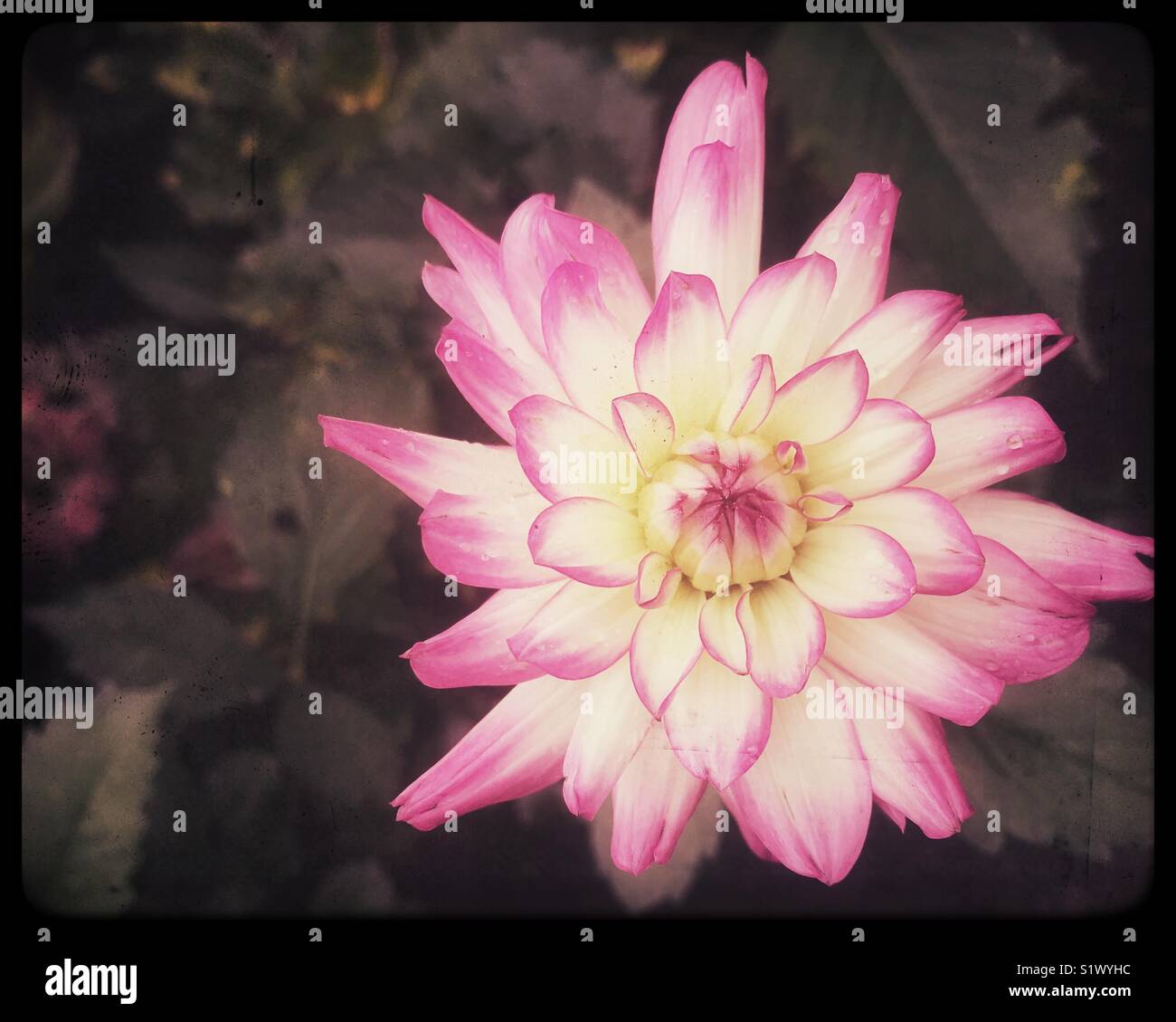 Nahaufnahme von gedämpften Rosa und Weiße Dahlie Stockfoto