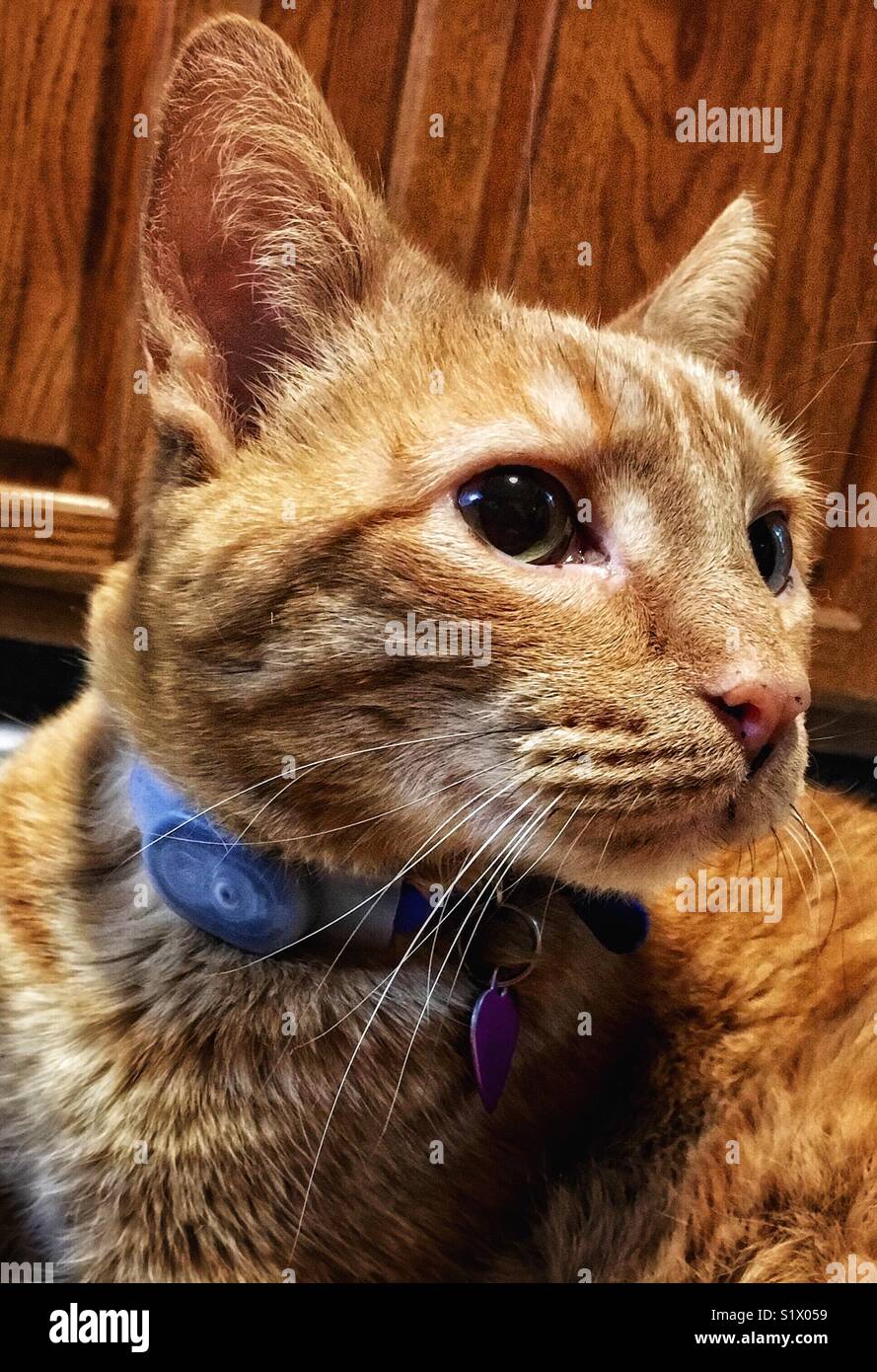 Portrait einer orange Katze - Smartphone-aufgenommenes Stockfoto
