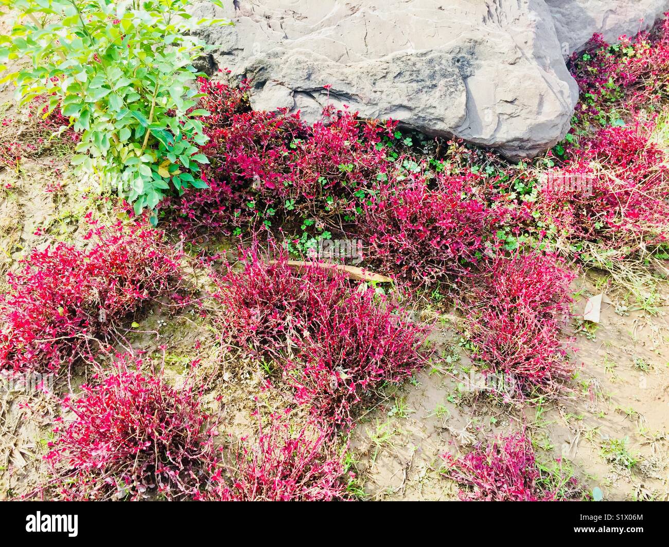 Schöne Blumen wie Pflanzen in der schönen Stadt Islamabad in Pakistan Stockfoto