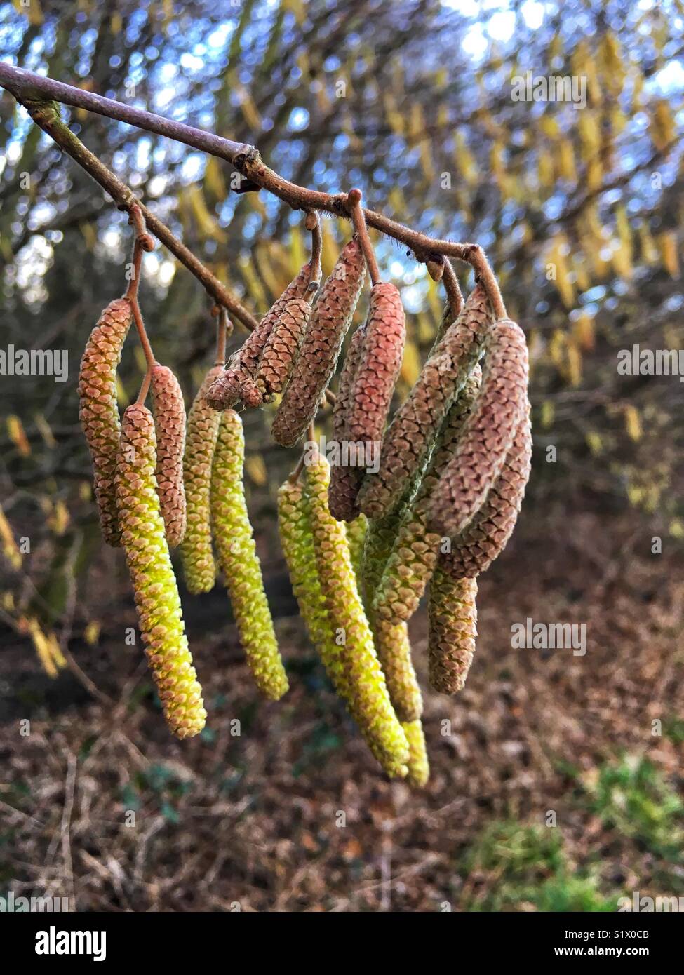 Junge Hazel palmkätzchen im Januar Stockfoto