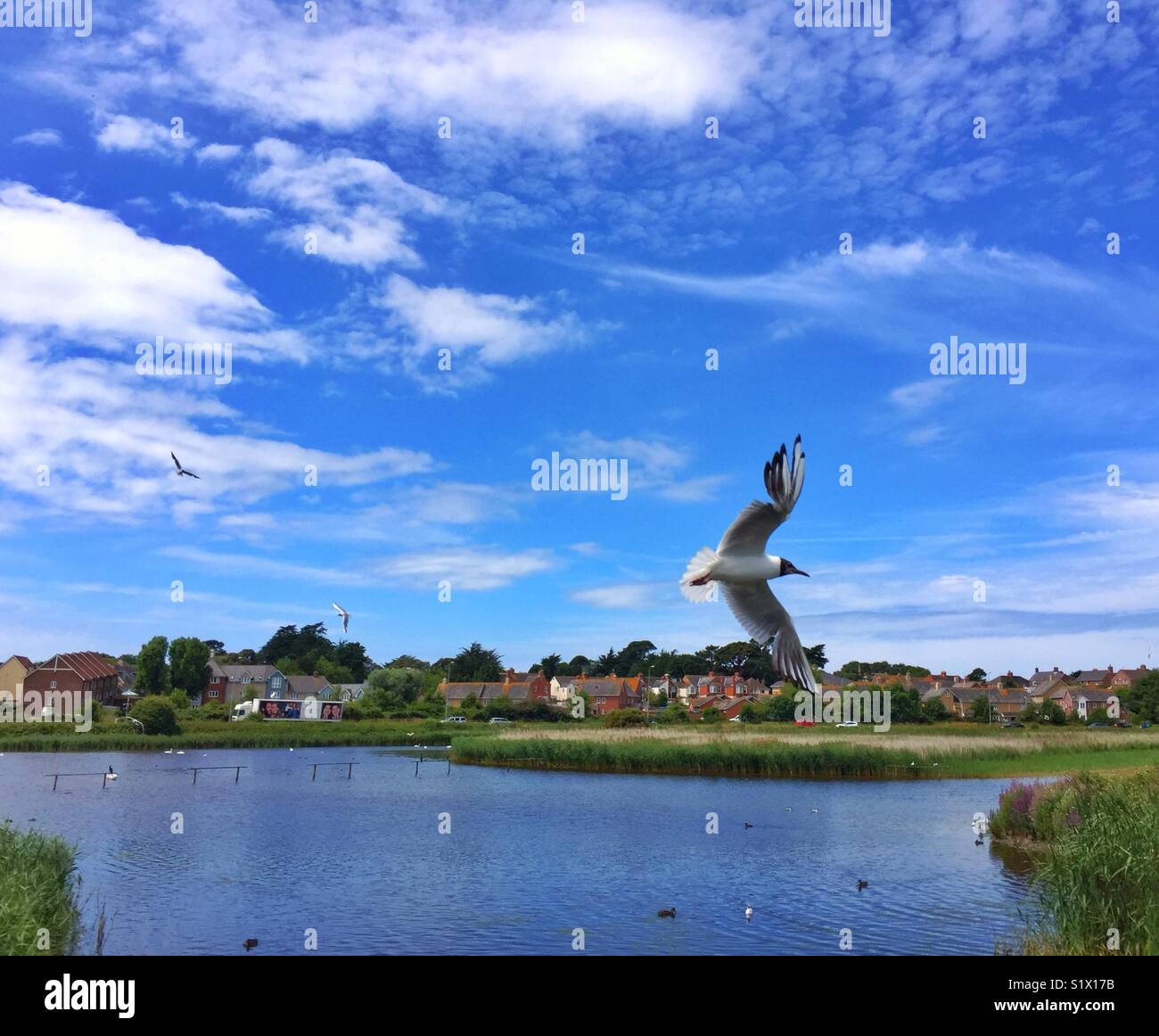 Möwe das Fliegen in der Nähe finden - Smartphone-aufgenommenes Stockfoto