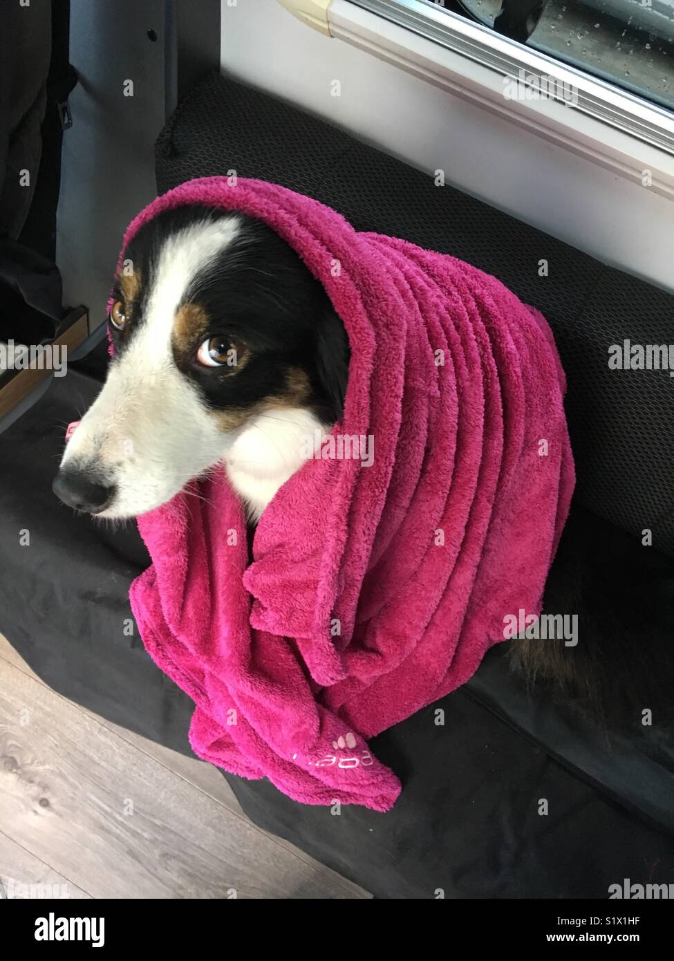 Cute collie Hund getrocknet Nach nassen Winter Spaziergang Stockfoto