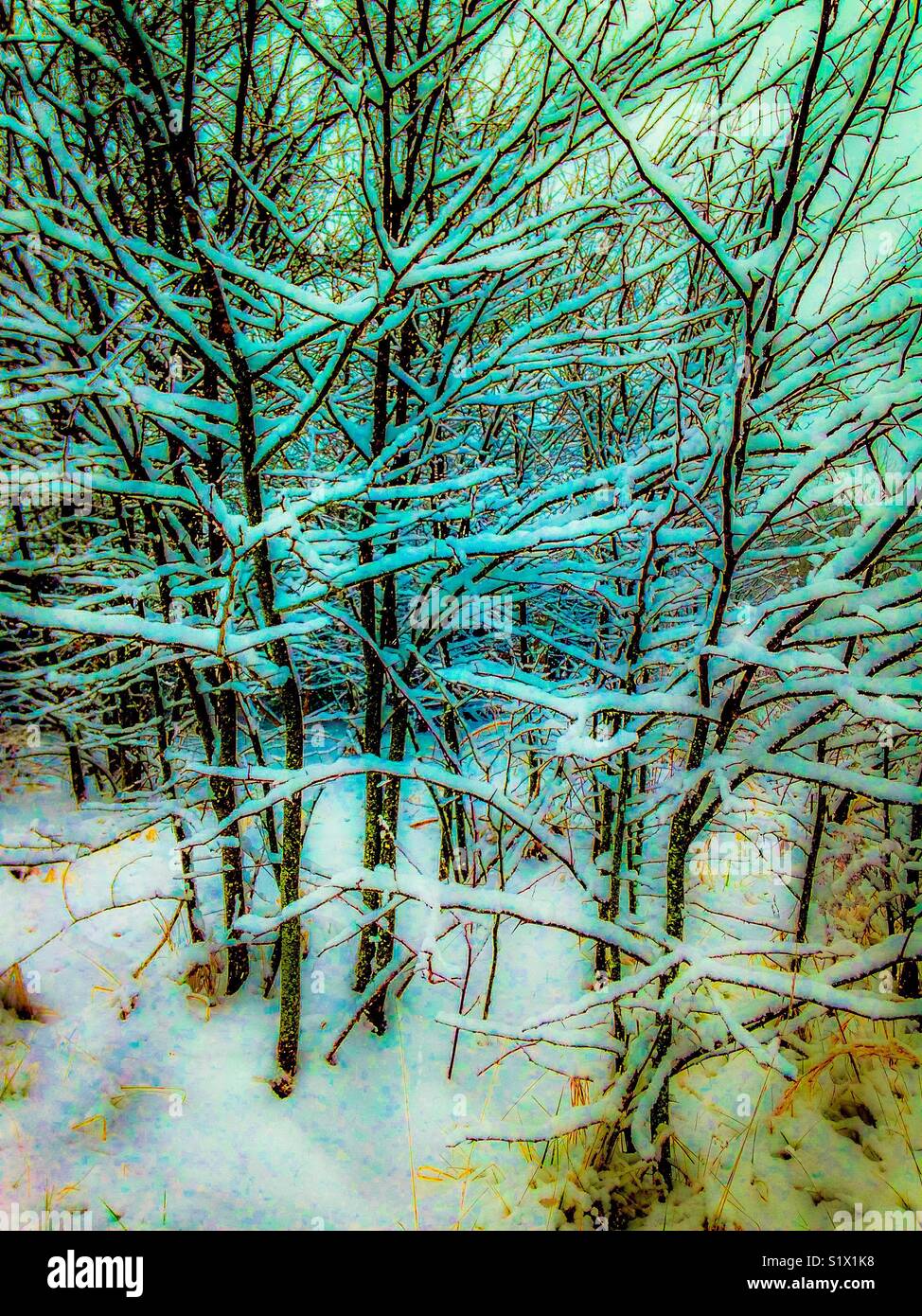 North Carolina Schnee Stockfoto