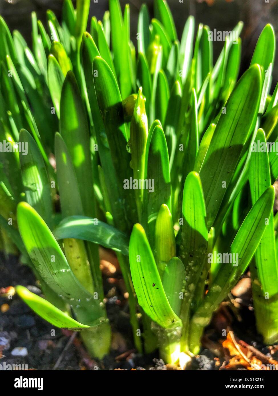 Narzissen kommen bis zu Beginn des Frühlings - Smartphone-aufgenommenes Stockfoto