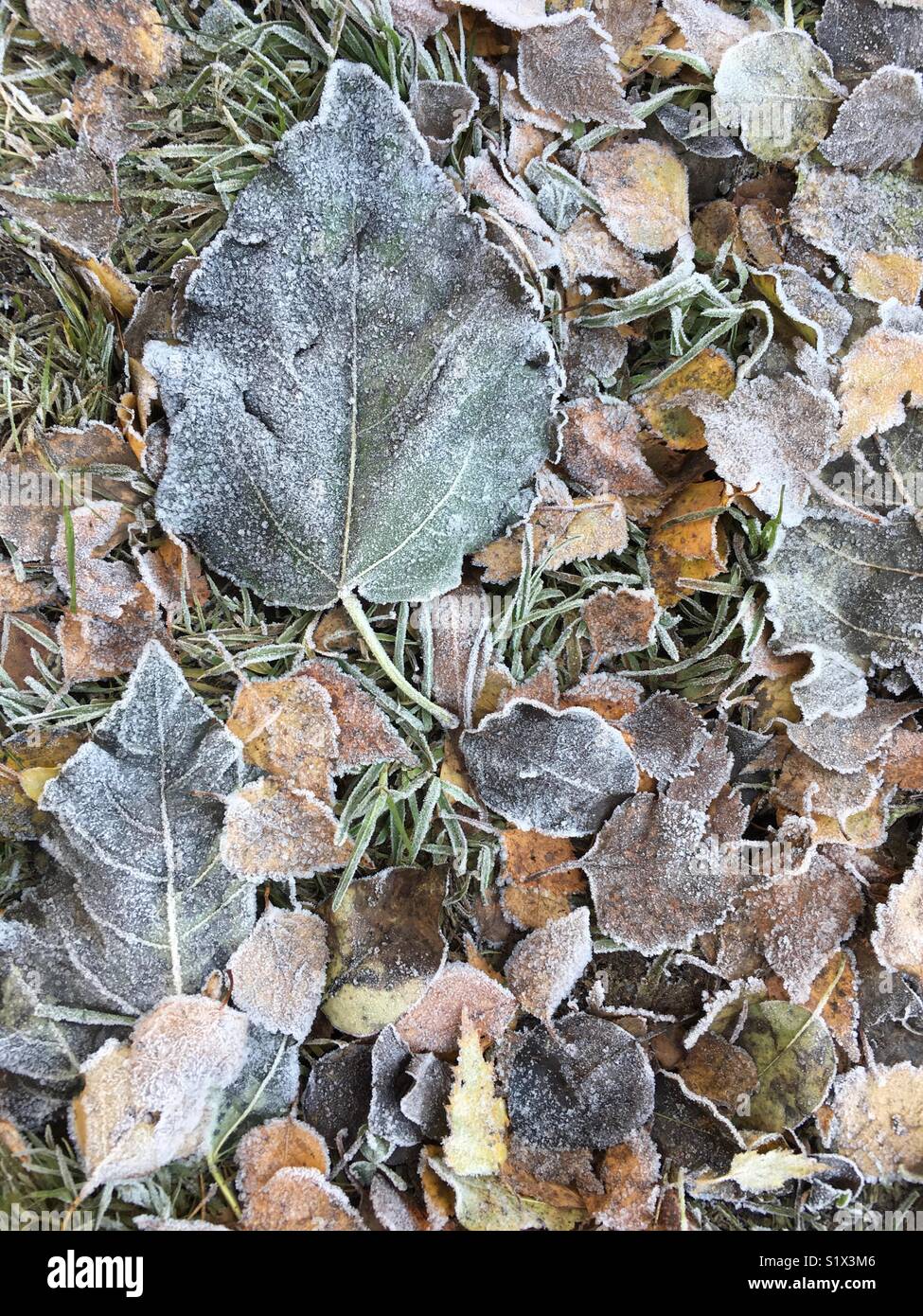 Frosted Blätter und Gras in tiefen Herbst - Smartphone-aufgenommenes Stockfoto