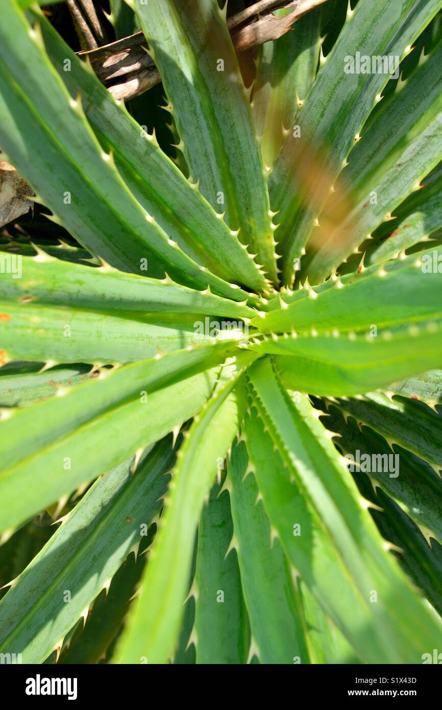 Aloe Pflanze in der Wüste - Smartphone-aufgenommenes Stockfoto