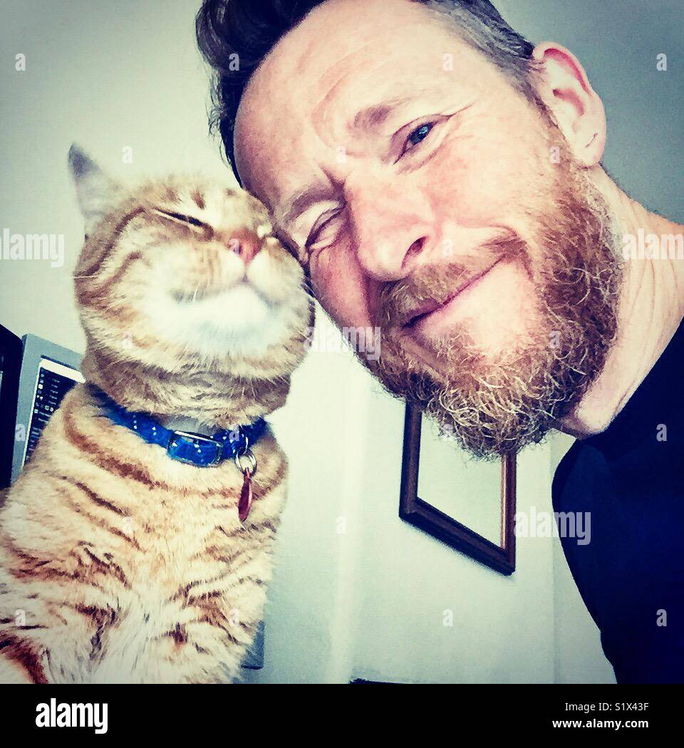 Glückliche Ingwer-Katze reibt sich gegen ihren männlichen Besitzer in Großbritannien - Smartphone-aufgenommenes Stockfoto