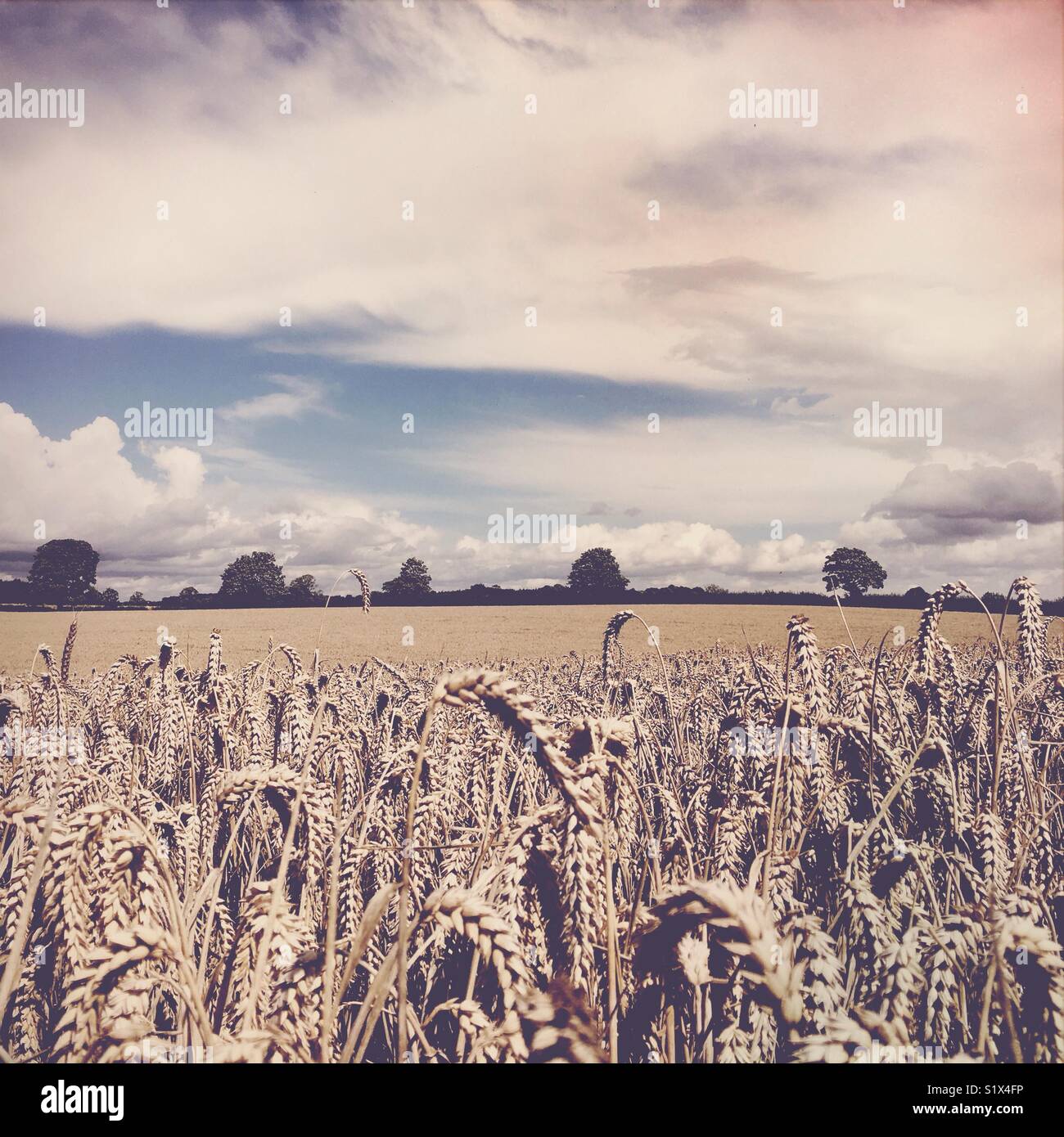 Ernte von Winterweizen in England - Smartphone-aufgenommenes Stockfoto