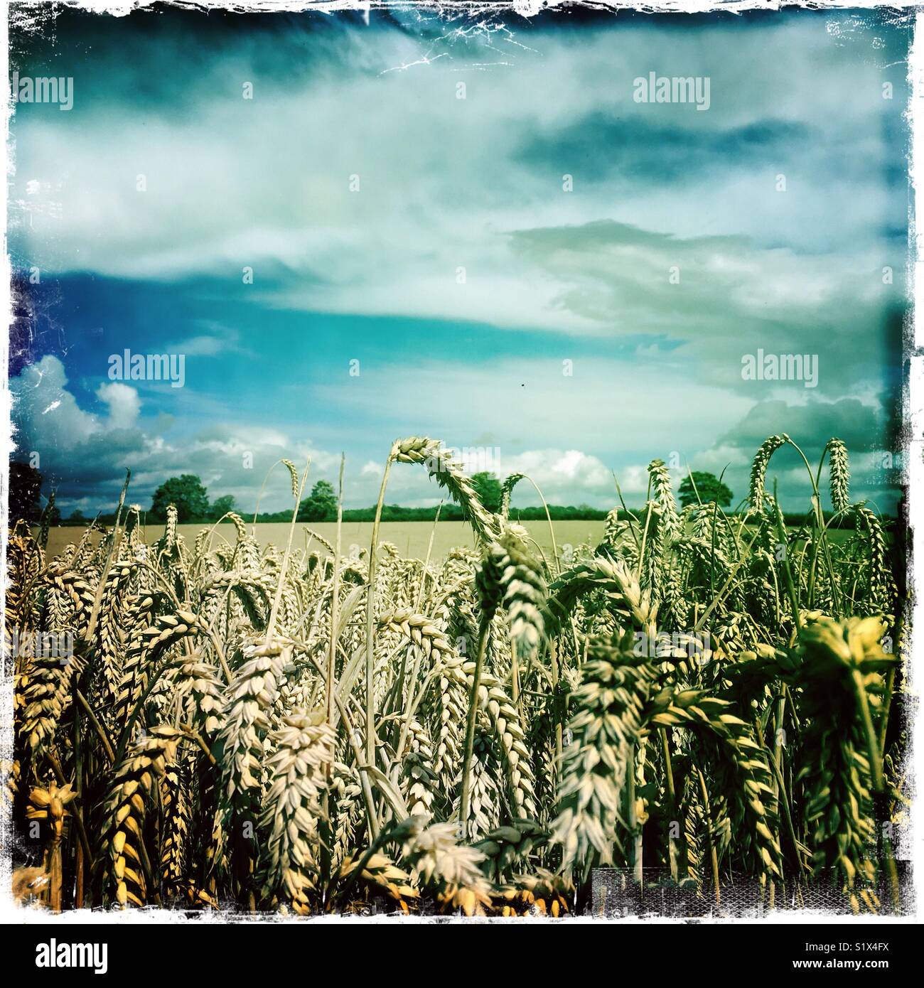 Kreative geschossen von einem Feld in der Nähe von winterweizen Ernte - Smartphone-aufgenommenes Stockfoto