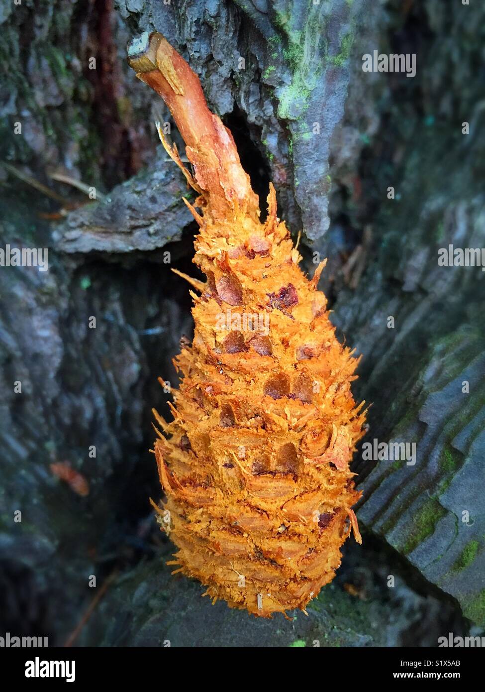 Pine Cone bleibt gegessen von Eichhörnchen - Smartphone-aufgenommenes Stockfoto