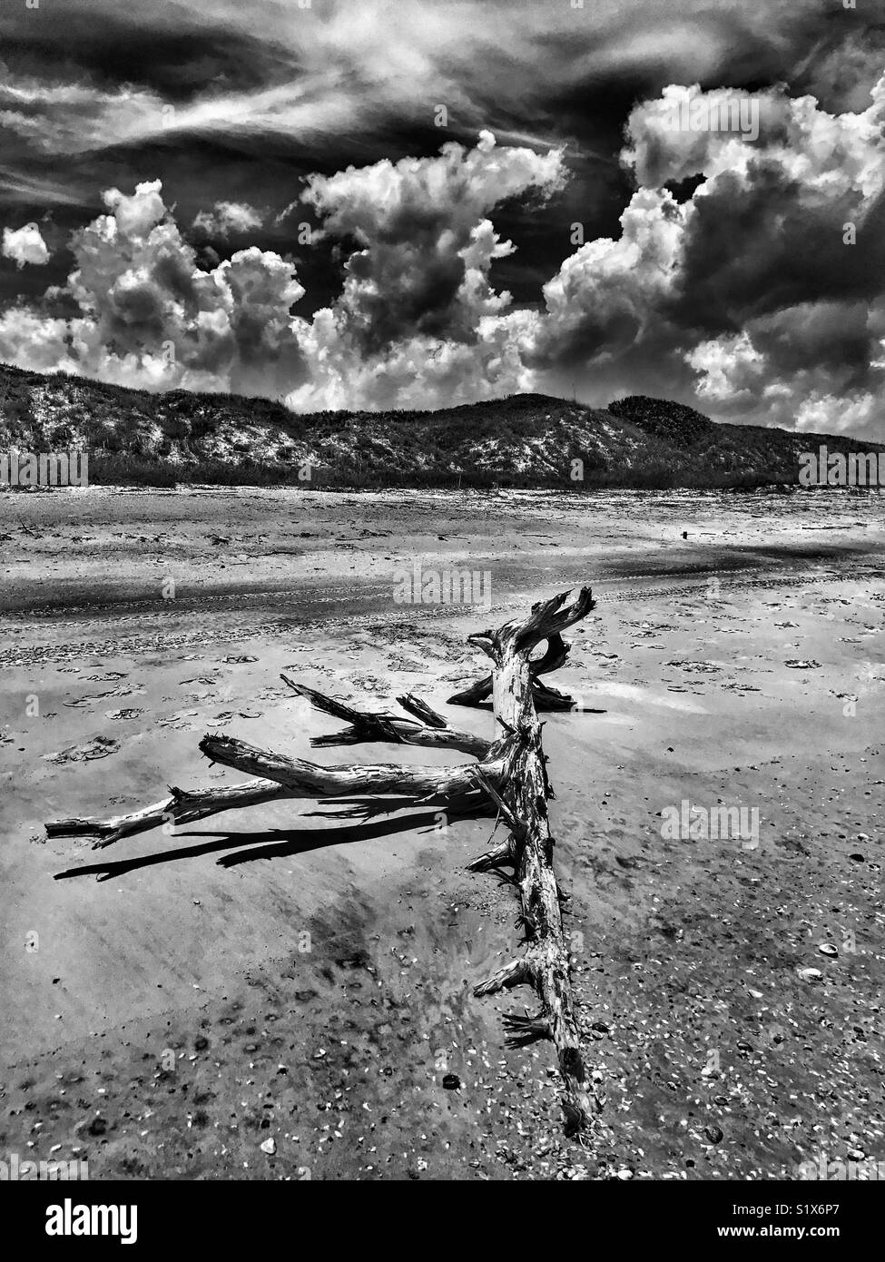 Verwitterte Treibholz Baum am Strand; dramatische Wolken über die Dünen Stockfoto