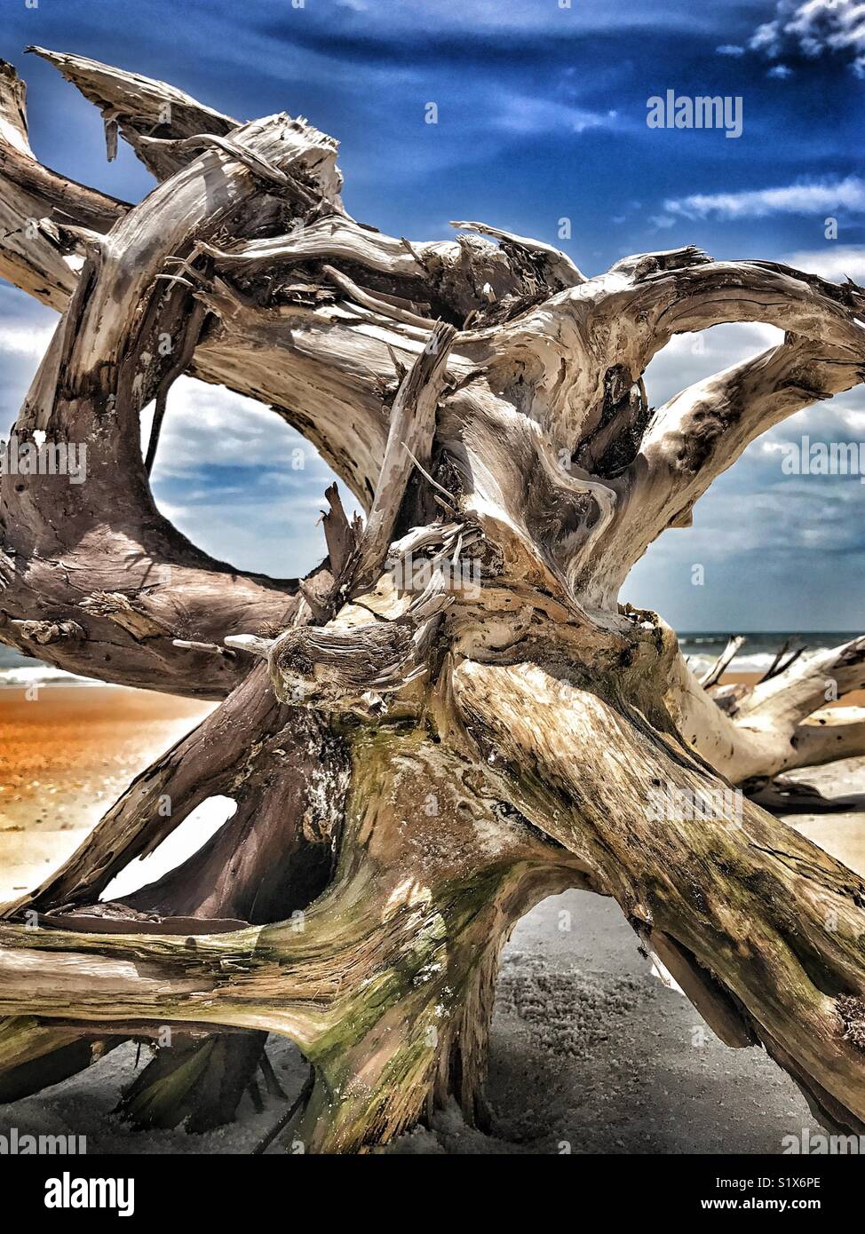 Twisted Treibholz baumwurzeln am Strand Stockfoto