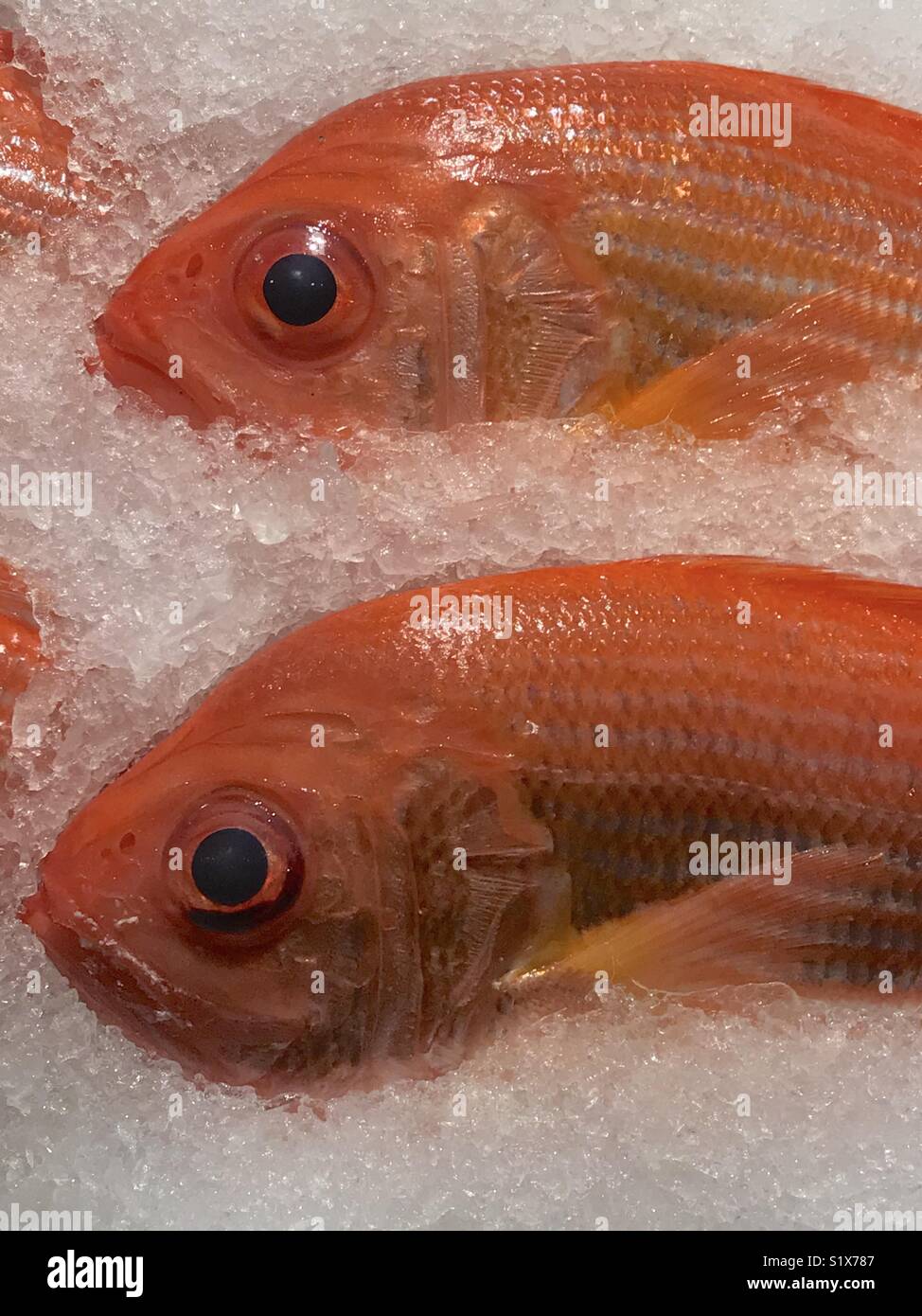 Red Snapper zum Verkauf, Pike Place Market, Seattle iconic Farmers Market - Smartphone-aufgenommenes Stockfoto