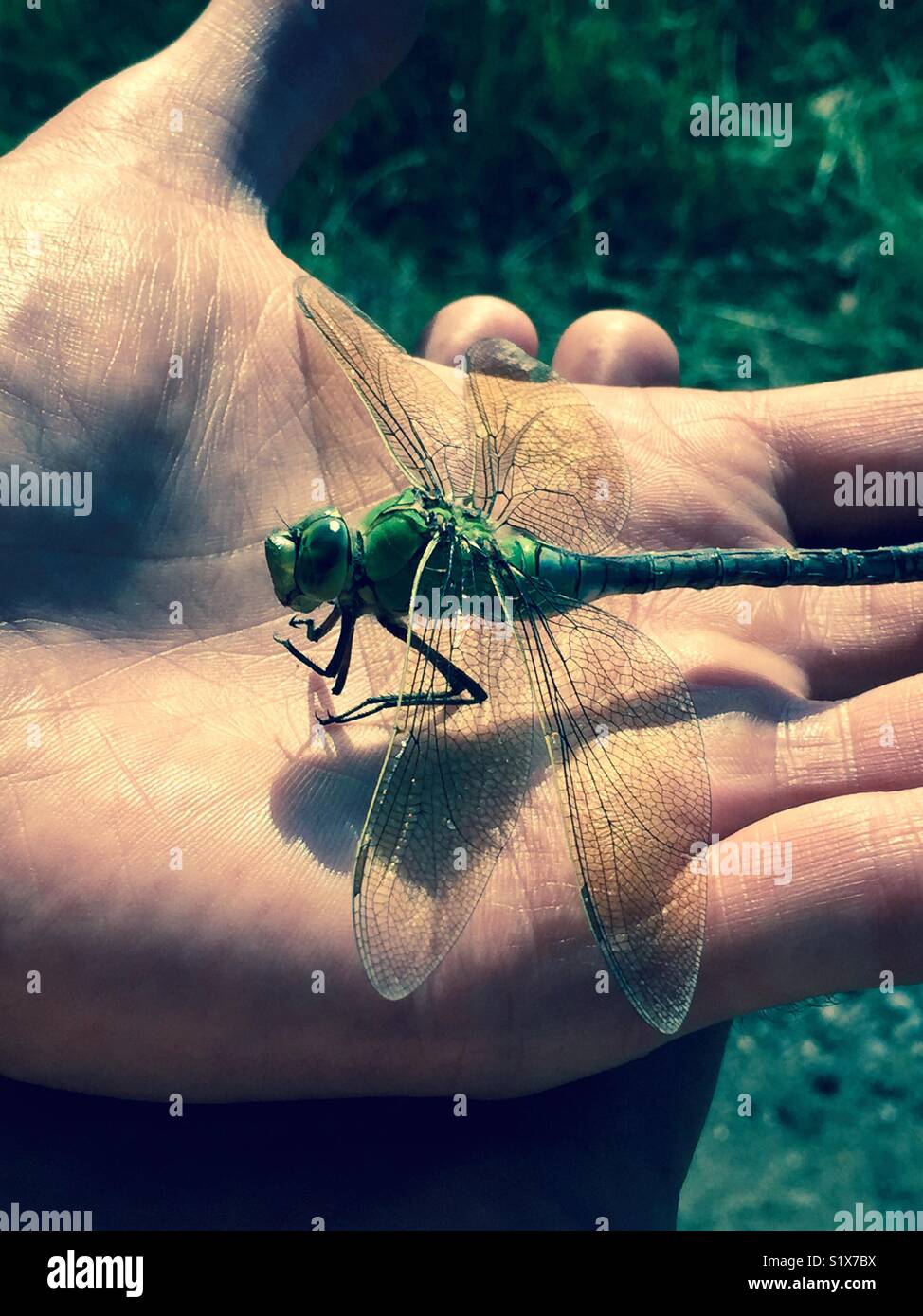 Eine Libelle ruht auf einem mans hand in der Sonne Stockfoto