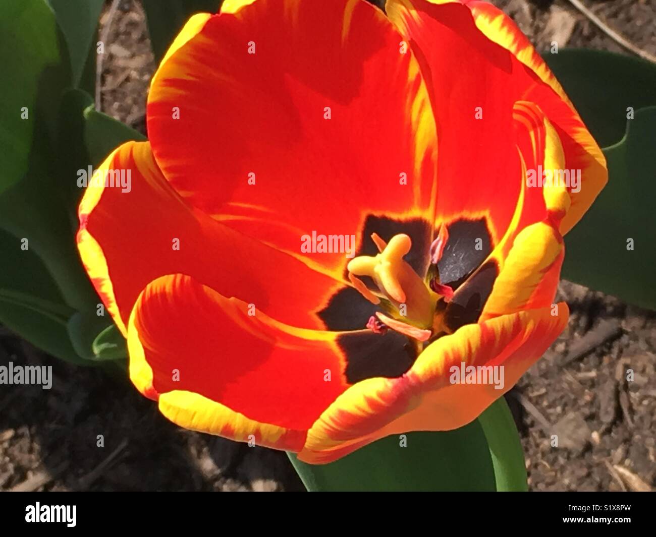 Roten und gelben Tulpen an der Missouri Botanical Garden. Stockfoto