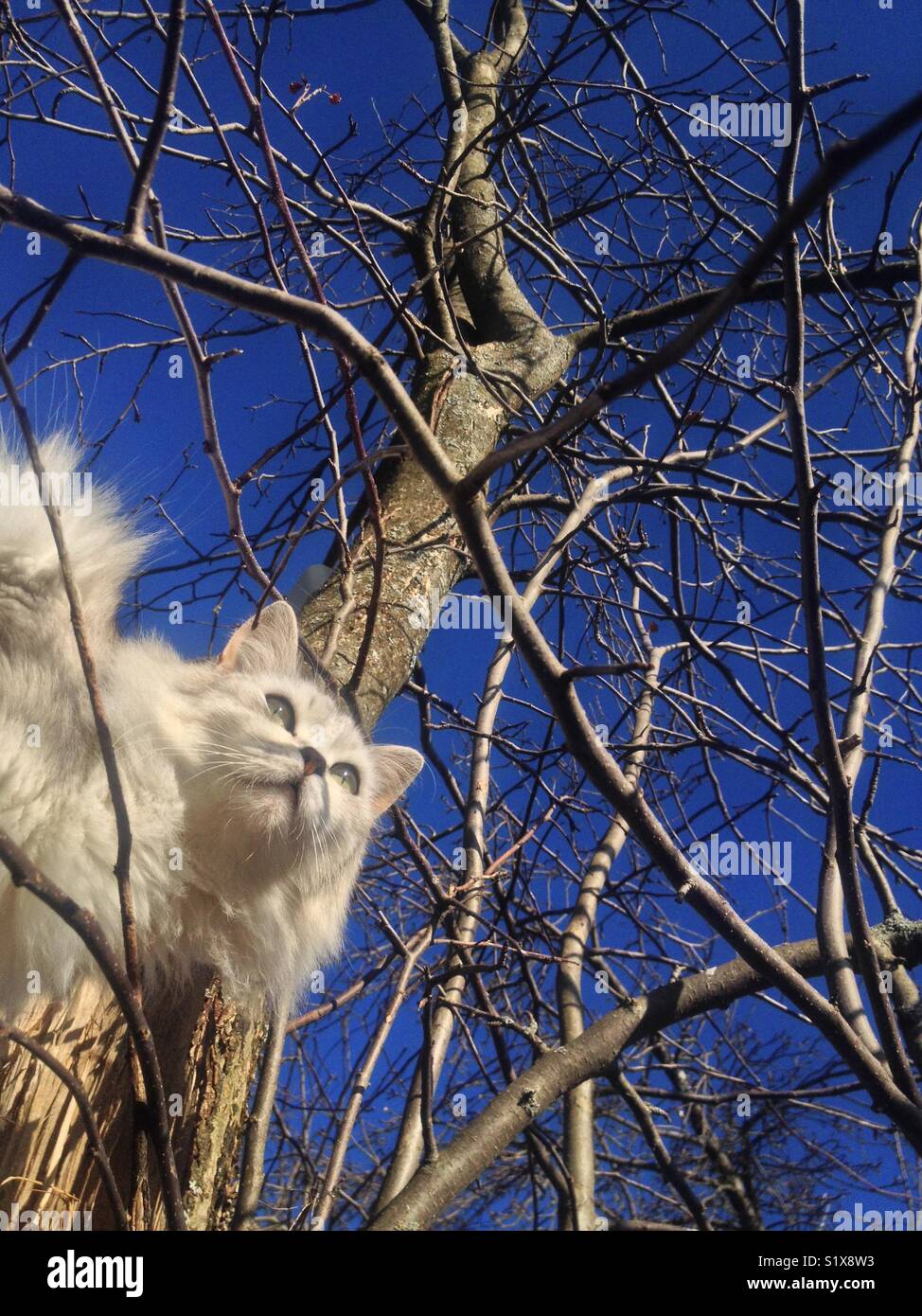 Katze auf dem Baum Stockfoto
