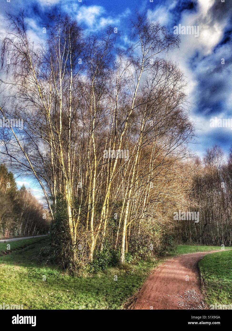 Silver Birch Bäume auf Paultons Park Golf Course, Owen, Hampshire, England, Großbritannien - Smartphone-aufgenommenes Stockfoto