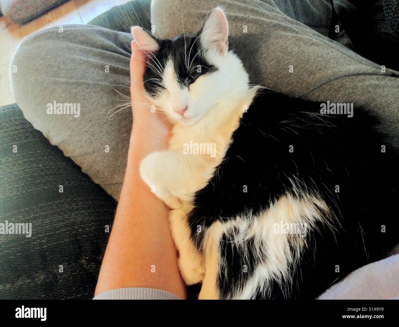 Sicherheit - Fuzzy junge Katze nap in vertrauenswürdigen Runde an einem Wintertag - Smartphone-aufgenommenes Stockfoto