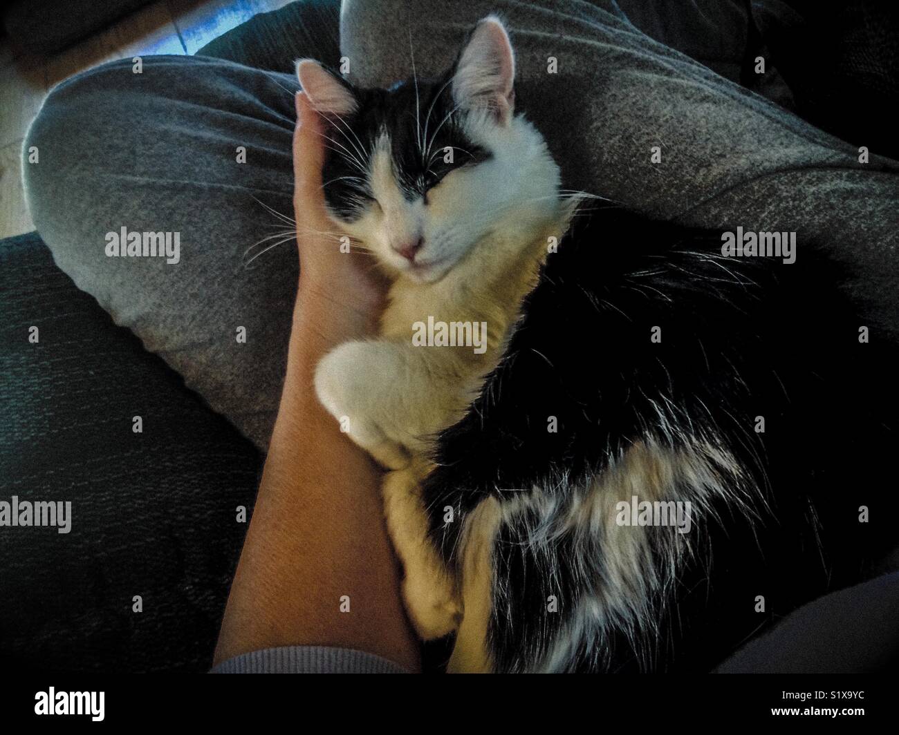 Warm Foto von sicheren Kitty in einem warmen Schoß napping - Smartphone-aufgenommenes Stockfoto