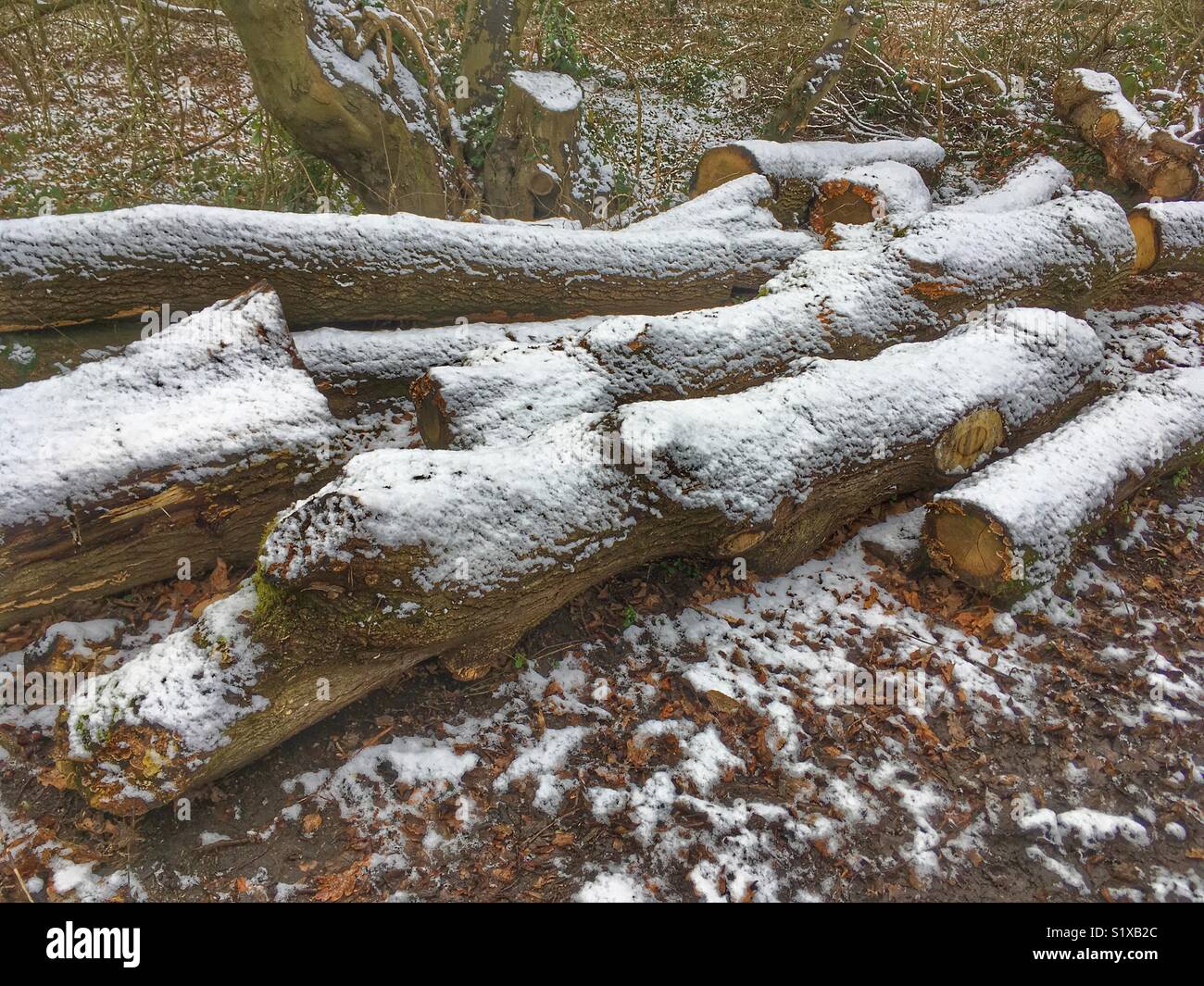 Protokolle bestreut mit Schnee - Smartphone-aufgenommenes Stockfoto