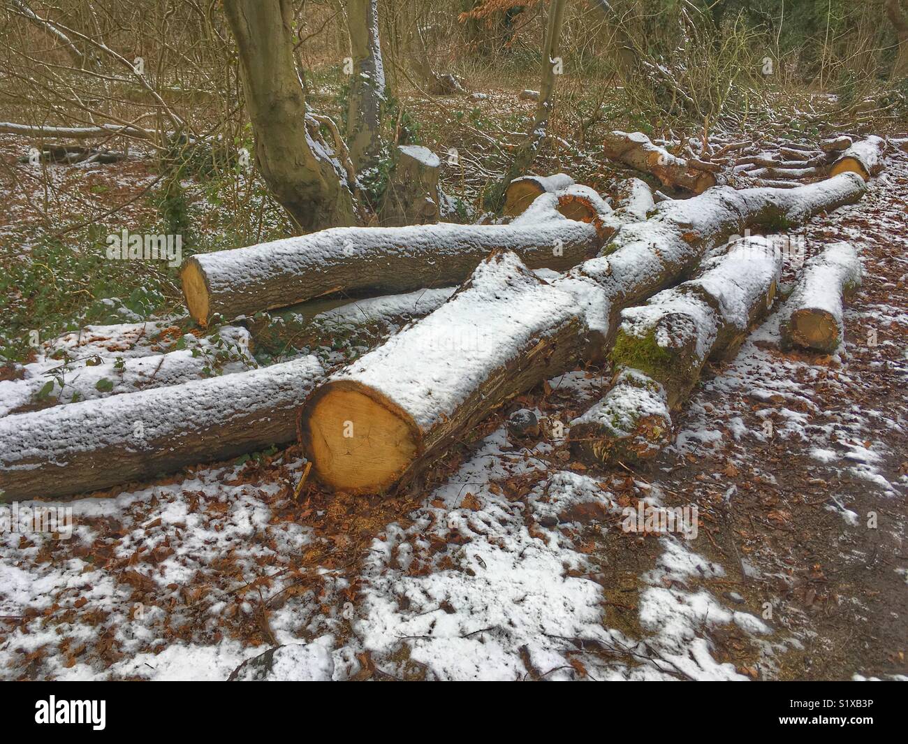 Protokolle mit einer leichten Schneedecke - Smartphone-aufgenommenes Stockfoto