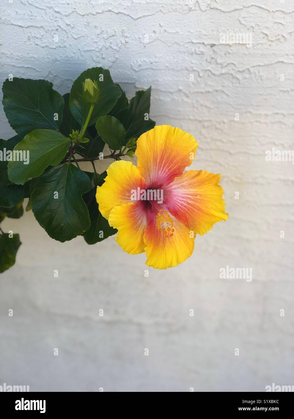 Gelber Hibiskus - Smartphone-aufgenommenes Stockfoto