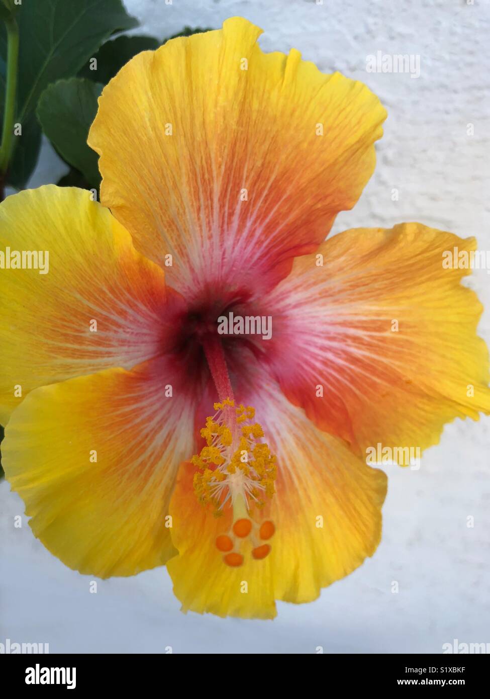 Nahaufnahme eines gelben Hibiskus - Smartphone-aufgenommenes Stockfoto