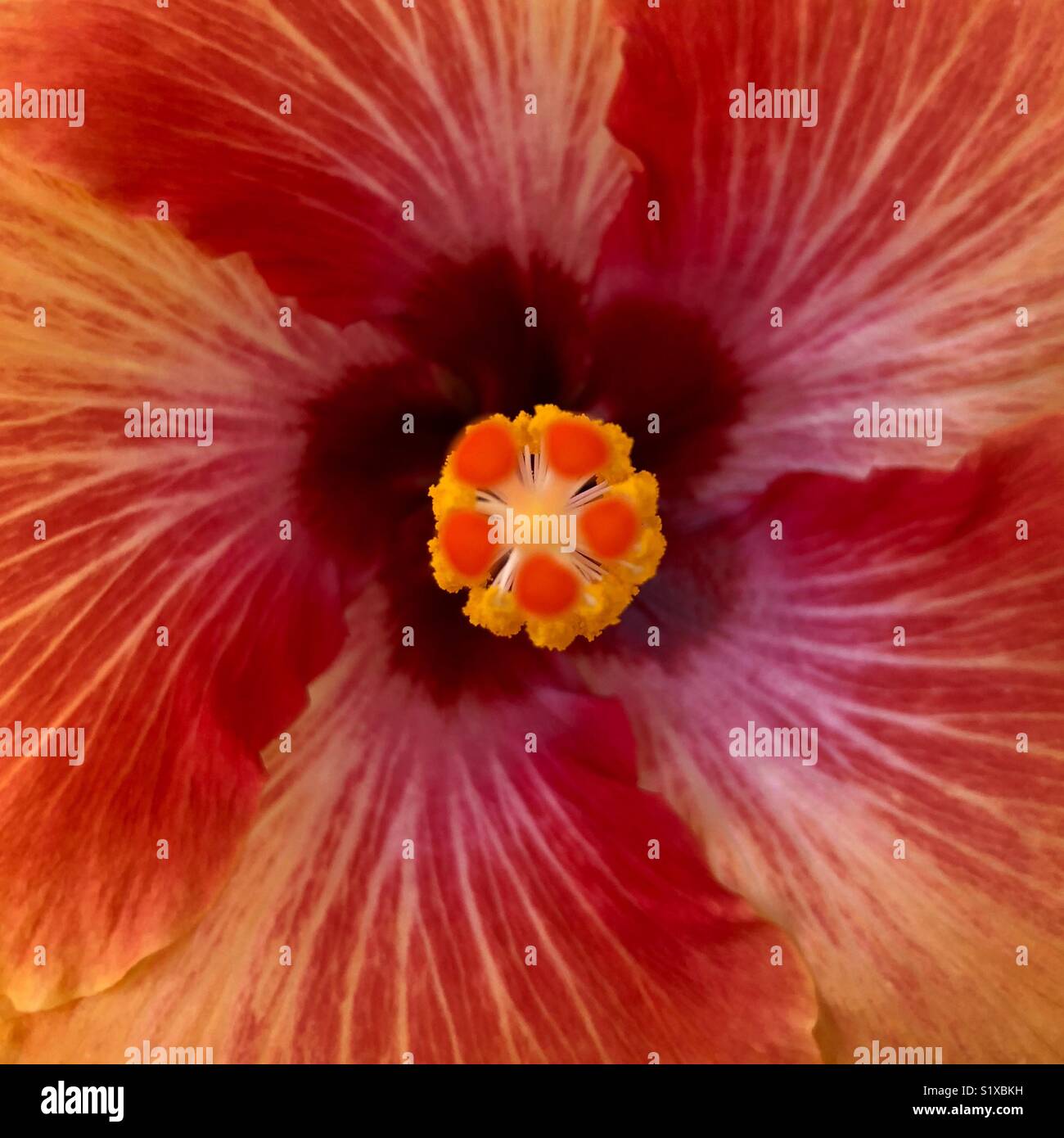 Nahaufnahme von Hibiskus - Smartphone-aufgenommenes Stockfoto