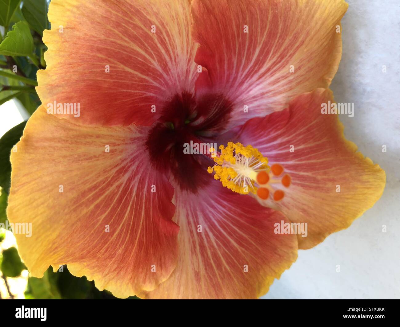 Nahaufnahme von Hibiskus - Smartphone-aufgenommenes Stockfoto