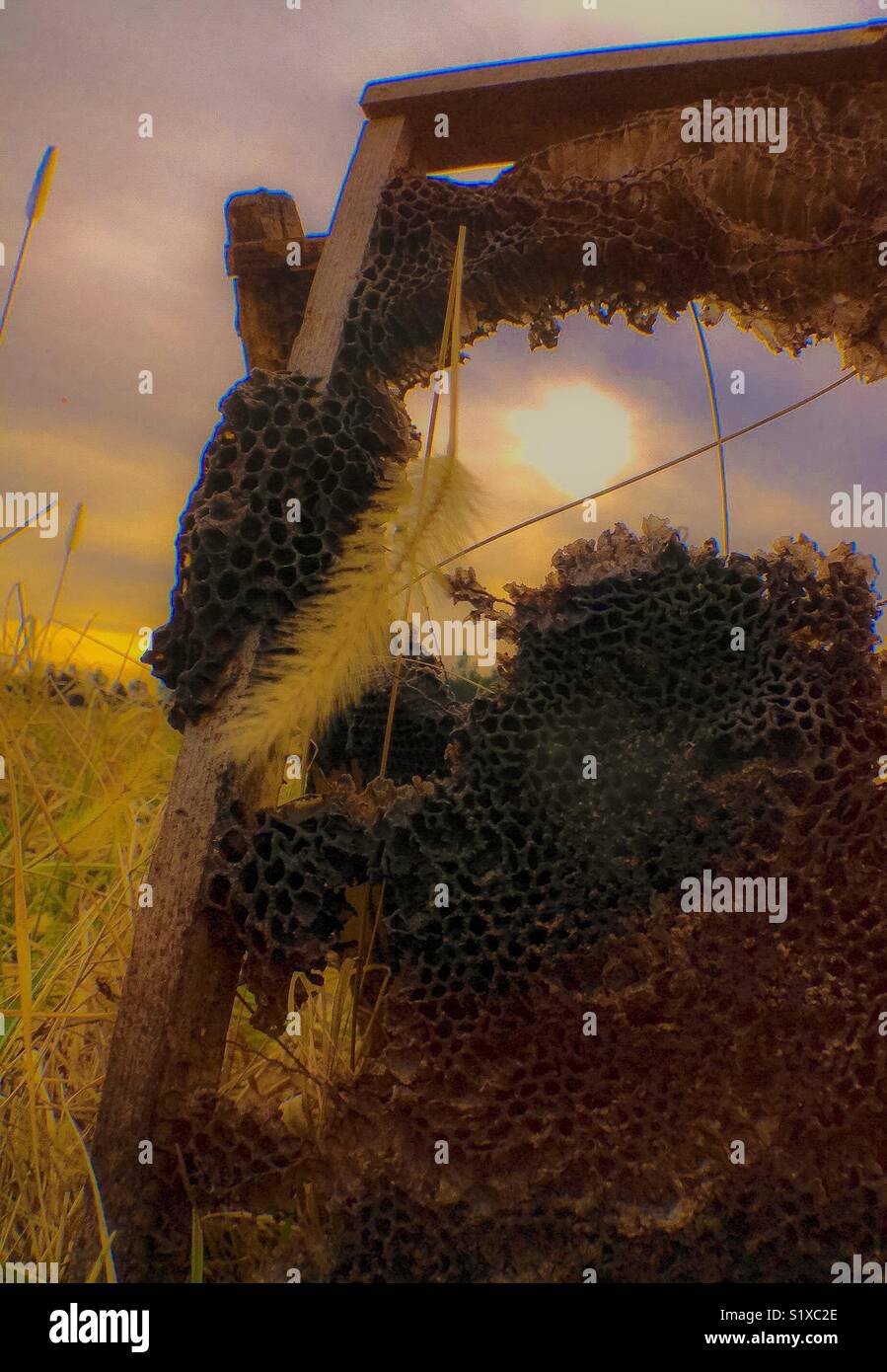 Sonnenlicht durch verlassene Biene Frames mit alten Waben - Smartphone-aufgenommenes Stockfoto
