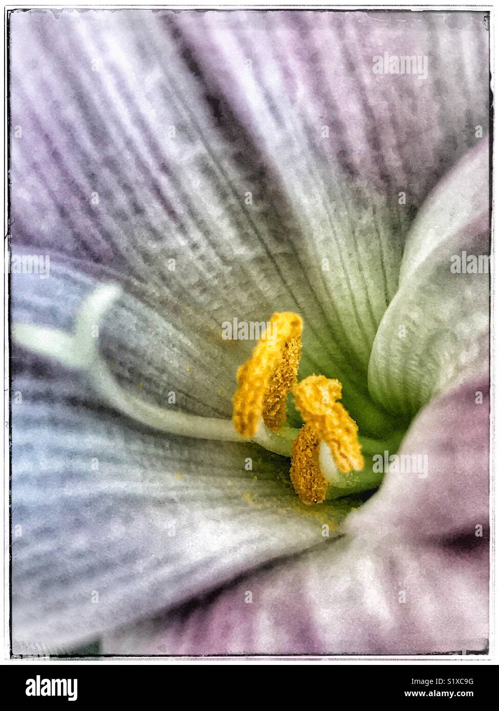 Rosa Lilie Makro mit blume Details, Regen Lily, Zephyranthes Candida - Smartphone-aufgenommenes Stockfoto