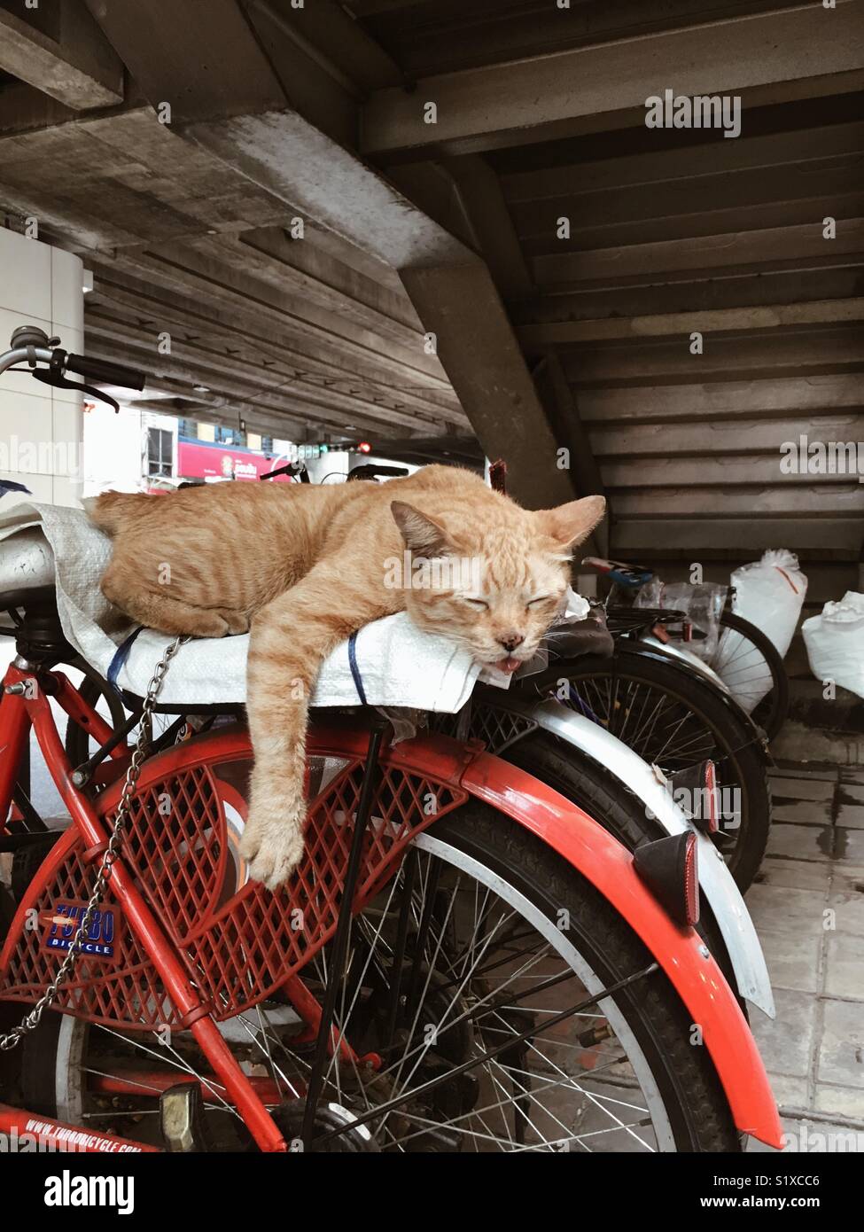 Eine rothaarige Katze schläft auf dem Rücken eines Fahrrads in Bangkok, Thailand Stockfoto