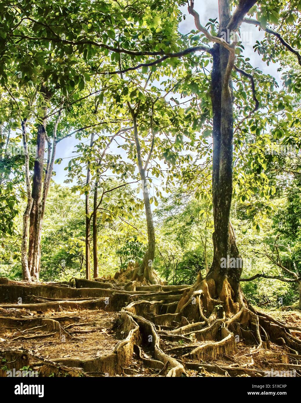 Hwlaga Nationalpark, Myanmar Stockfoto