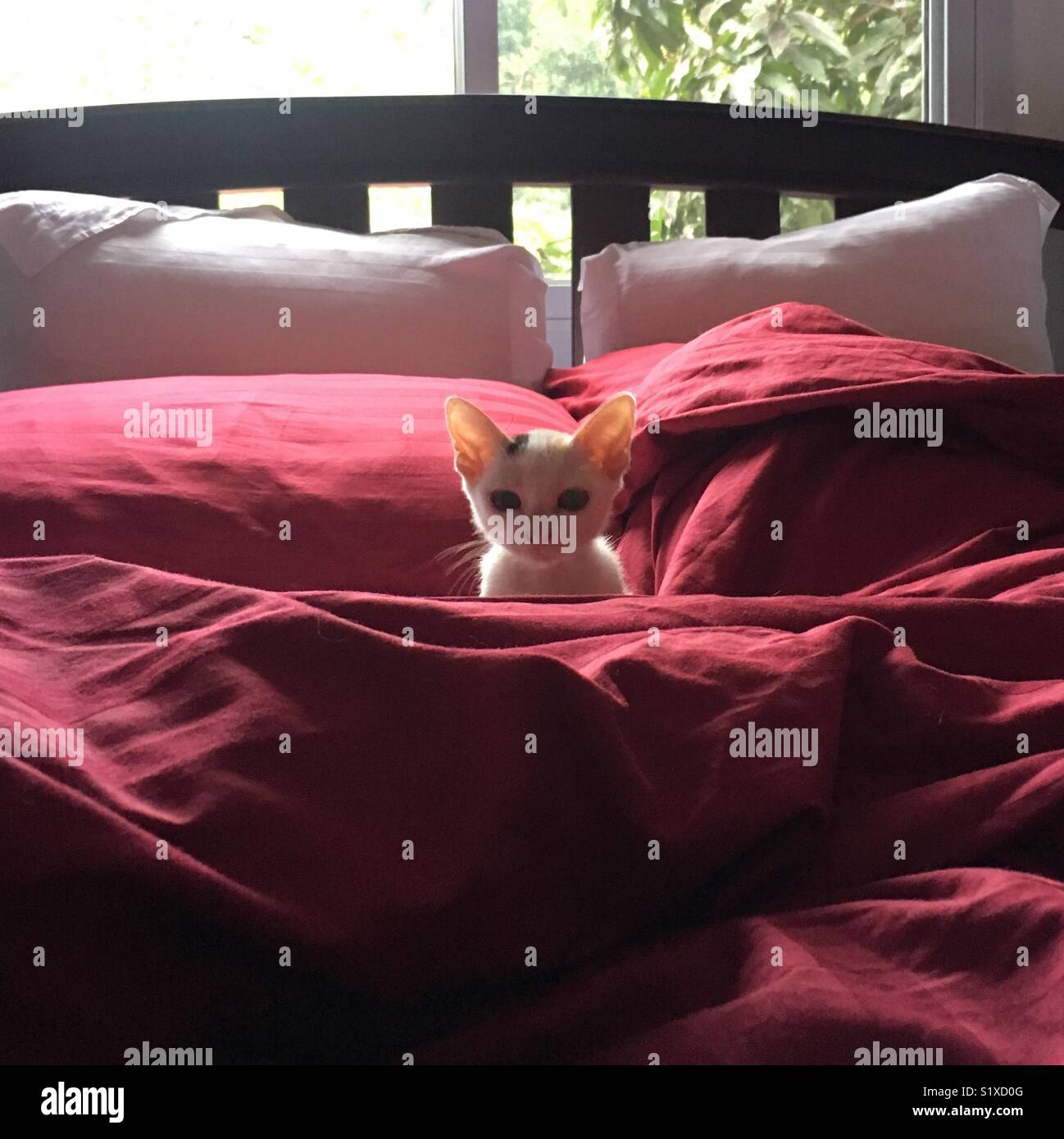 Cute Kitten in einem Bett sitzen Stockfoto
